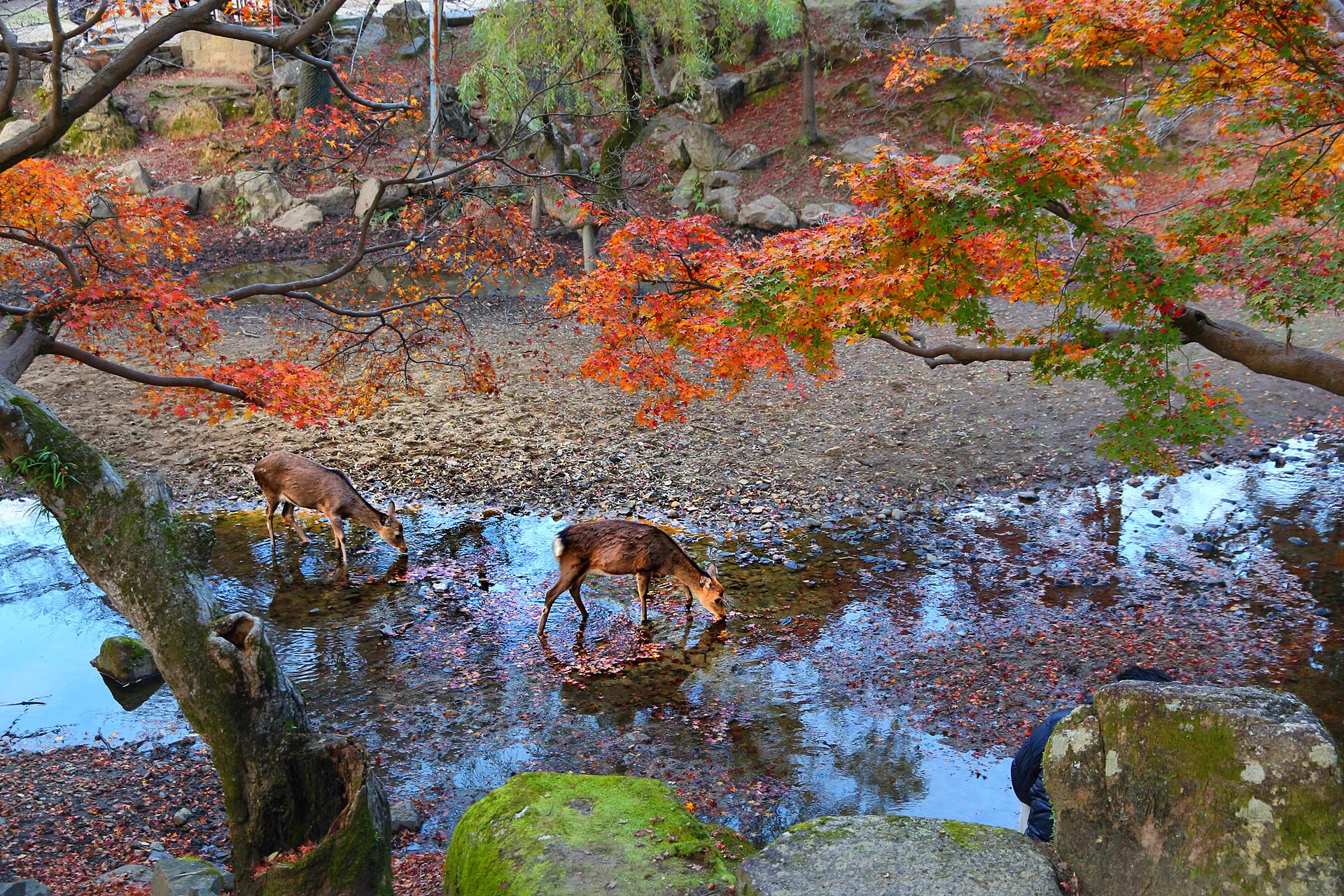 Cerfs de Nara Park : la gare d’arrivée compte parce que Kintetsu-Nara réduit le dernier tronçon à pied