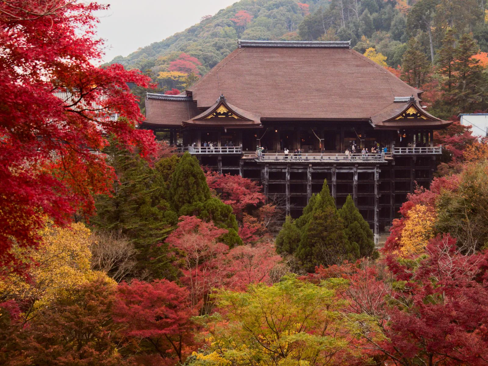 Où admirer les érables au Japon à la mi-novembre ? Kyoto, Tokyo, Lac Kawaguchi, Miyajima et Kyushu