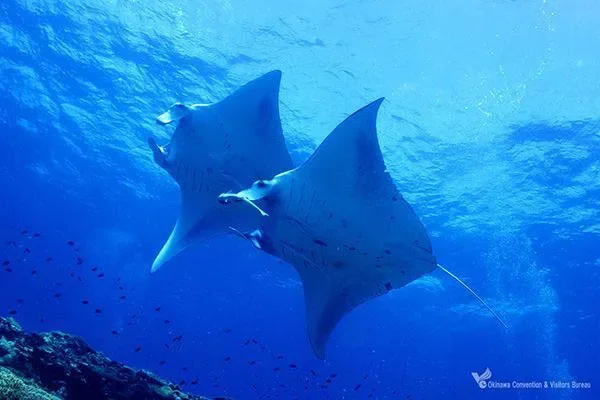 Raie manta au-dessus du récif près d’Ishigaki