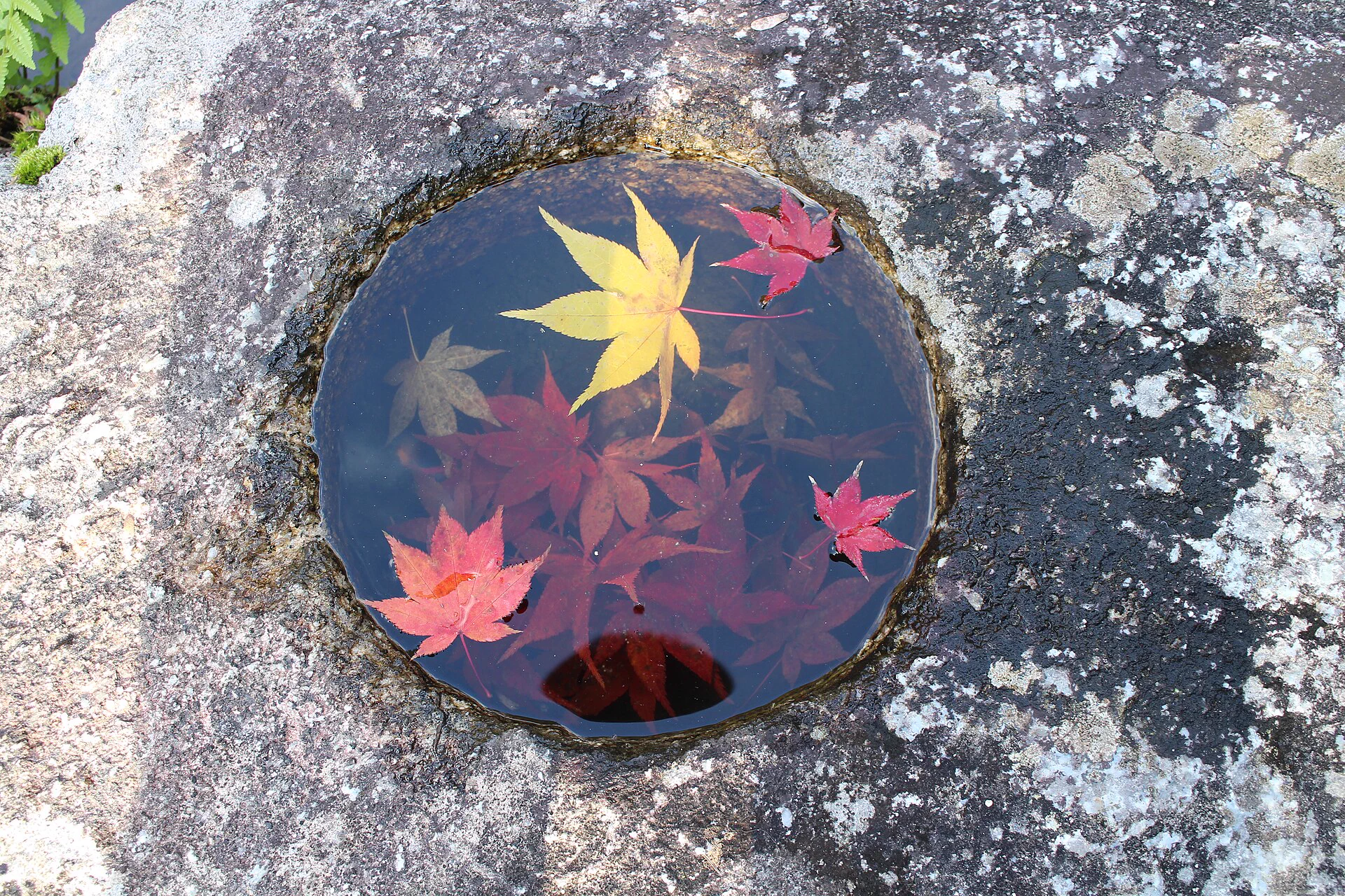 Feuilles d'érable au Japon fin novembre | Itinéraire Kyoto, Tokyo, Nara, Miyajima et Kyushu