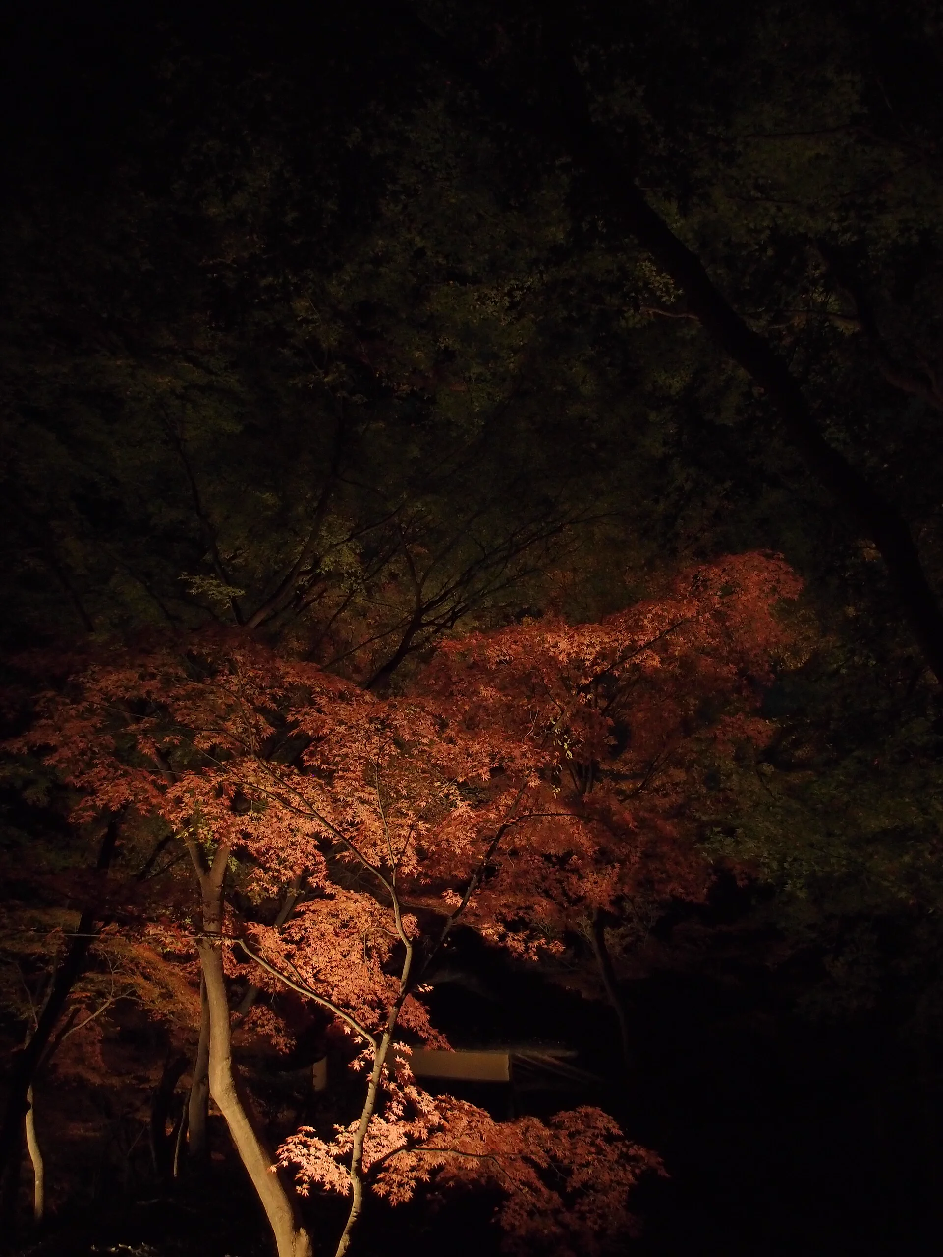Feuilles d'érable japonaises en décembre|Tokyo, Kyoto, Osaka, Nara et Kyushu en fin de saison