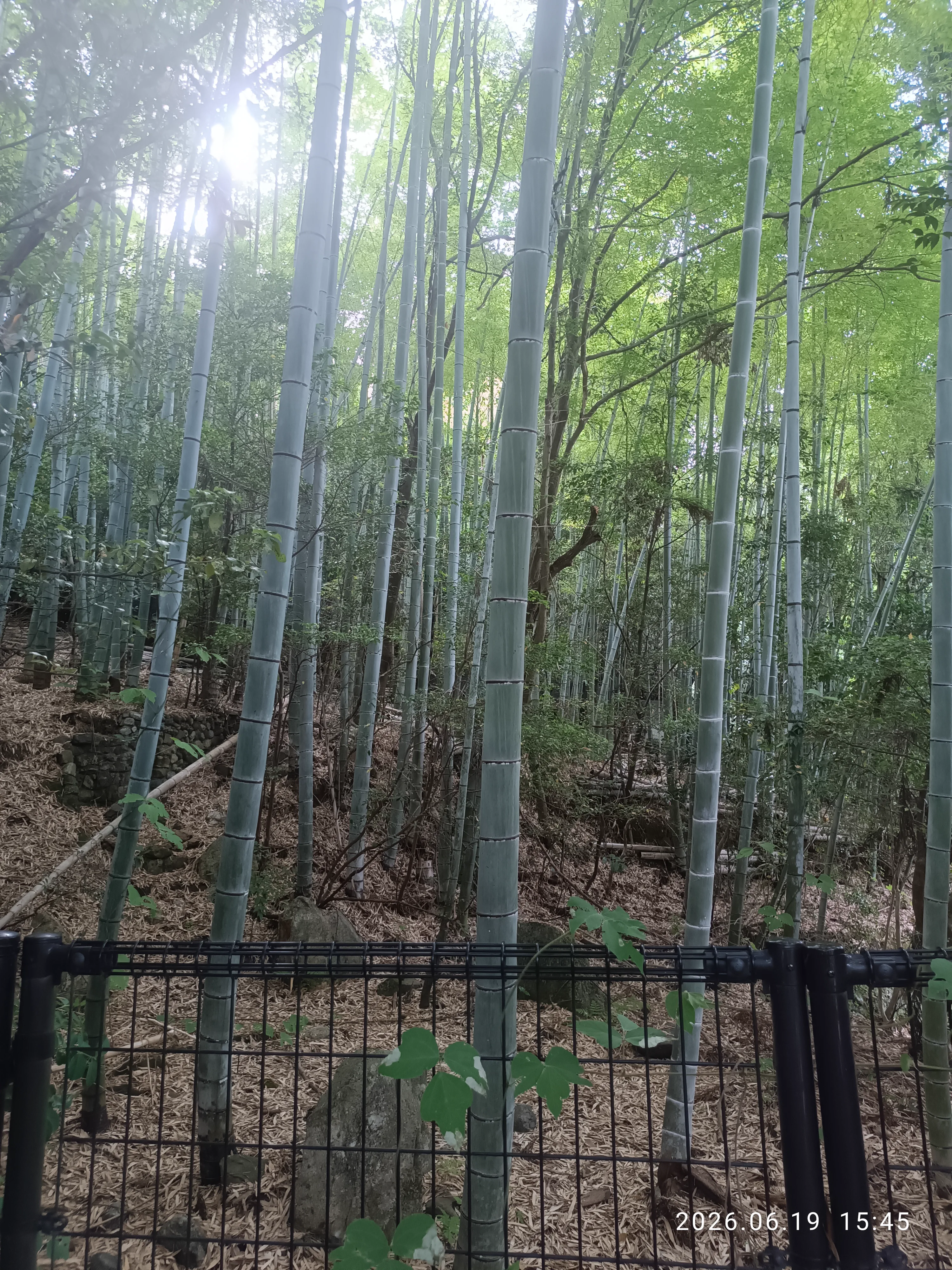 Osaka en 7 jours avec ses parents : comment éviter que la fatigue du jour 3 ruine le reste du voyage