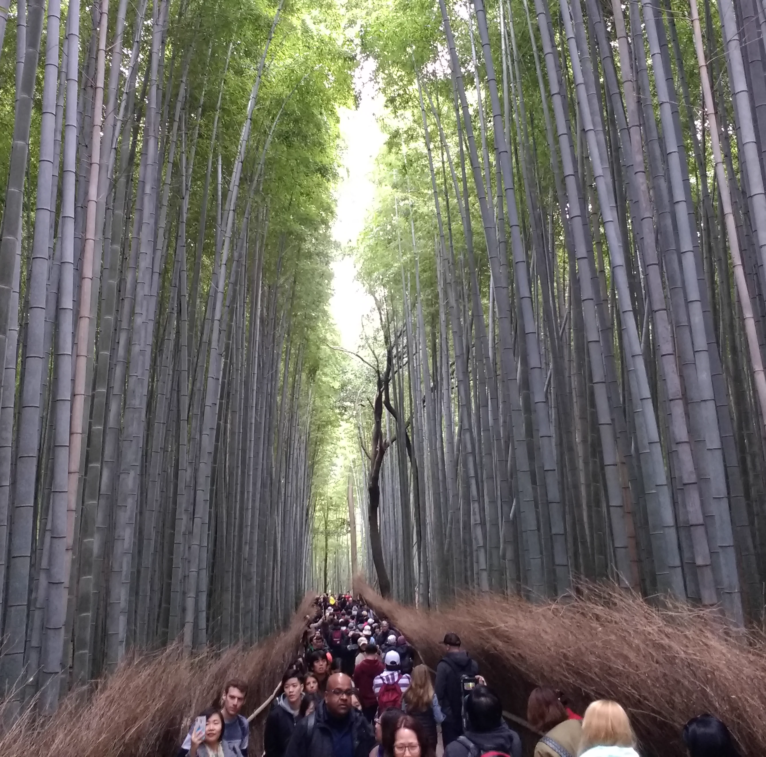 Éviter la foule à Kyoto pendant les couleurs d’automne : bus, métro, taxis et itinéraires matinaux