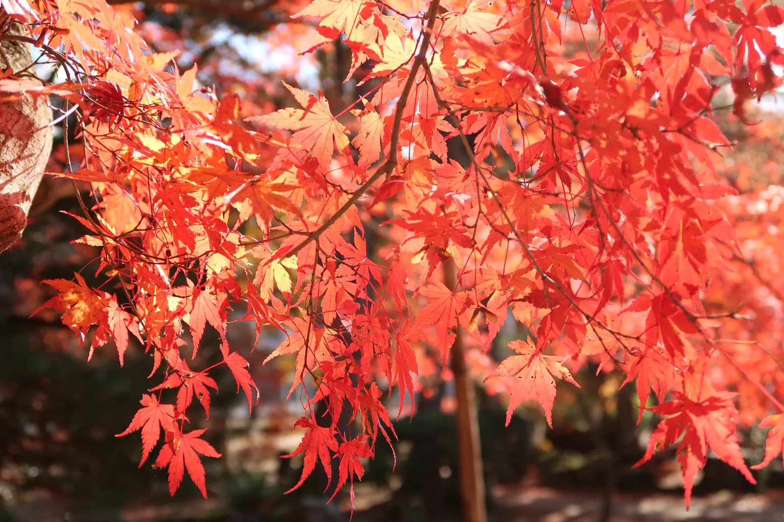 Feuilles d’automne au Japon 2026 : que peut-on vraiment savoir au 26 août ?