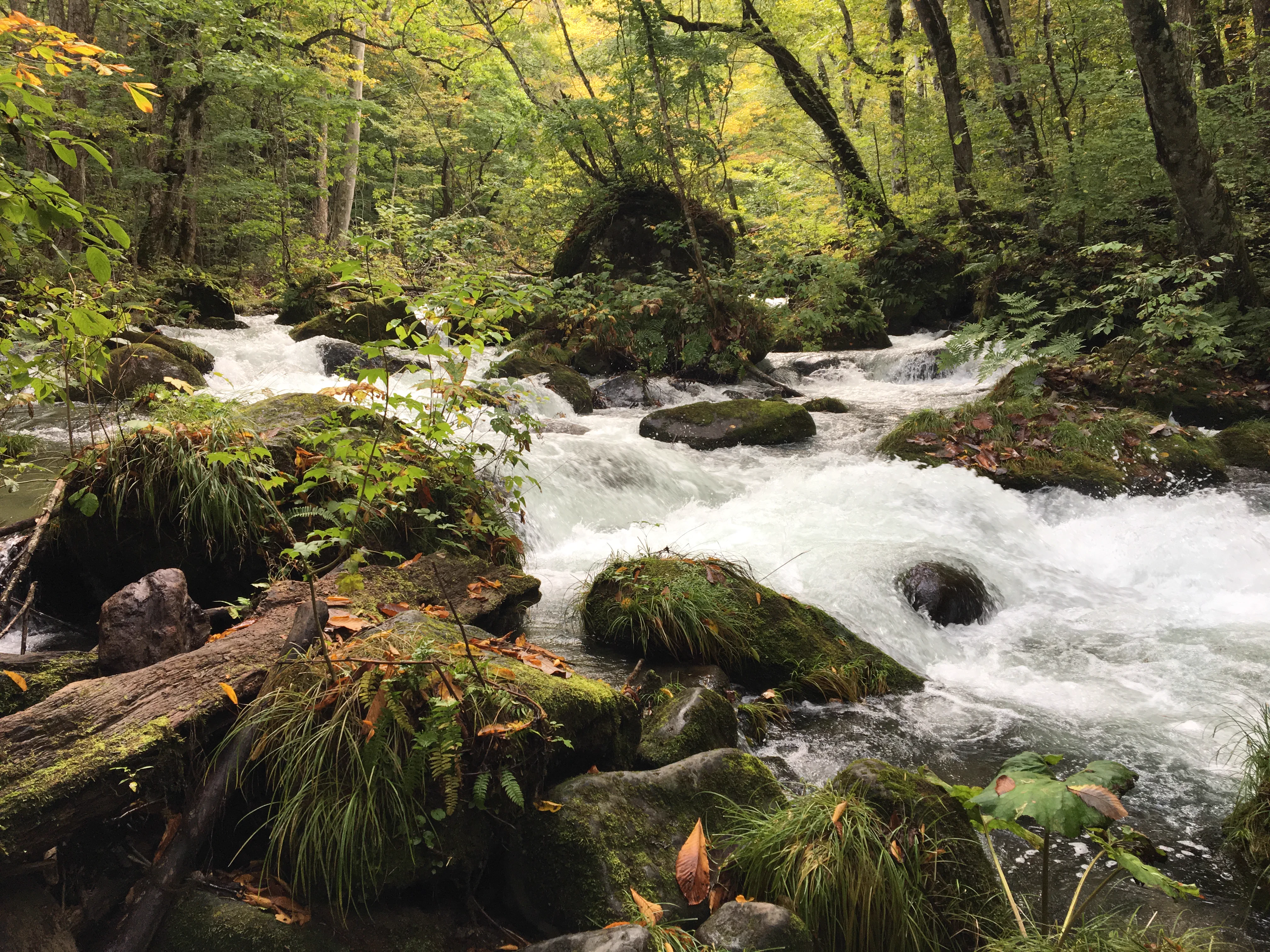 Oirase en automne, itinéraire du Tohoku avec marche en sens unique