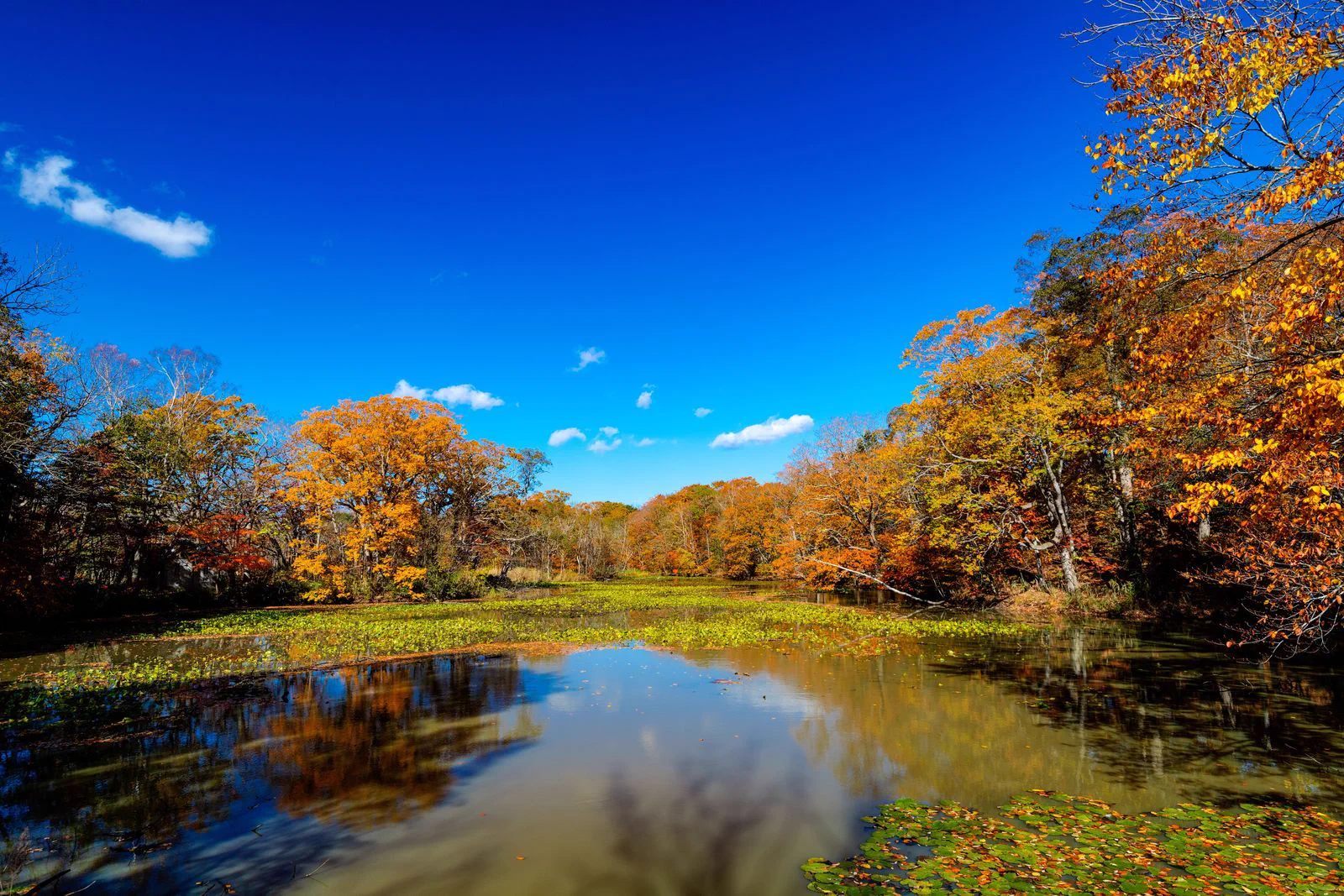 Feuilles d’automne à Ōnuma dans le sud de Hokkaido