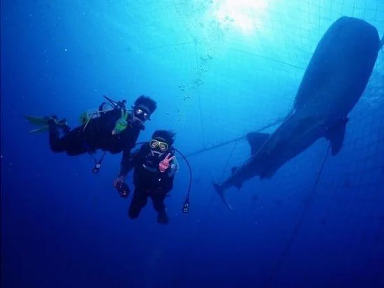 Plongée sous-marine à Okinawa