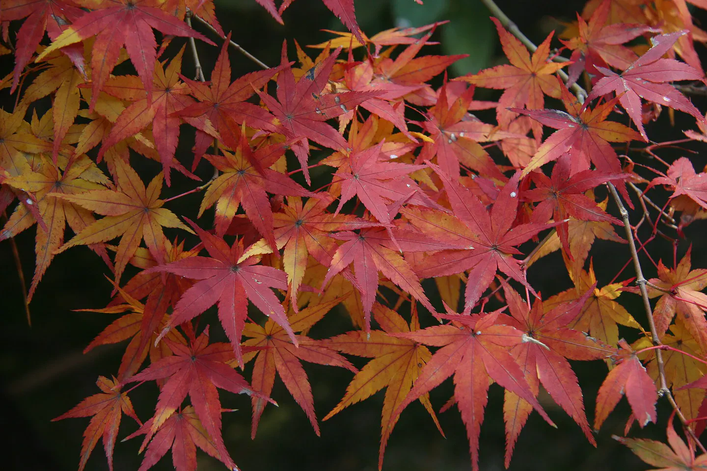 Érables de Kōrakuen à Okayama pendant l’illumination d’automne