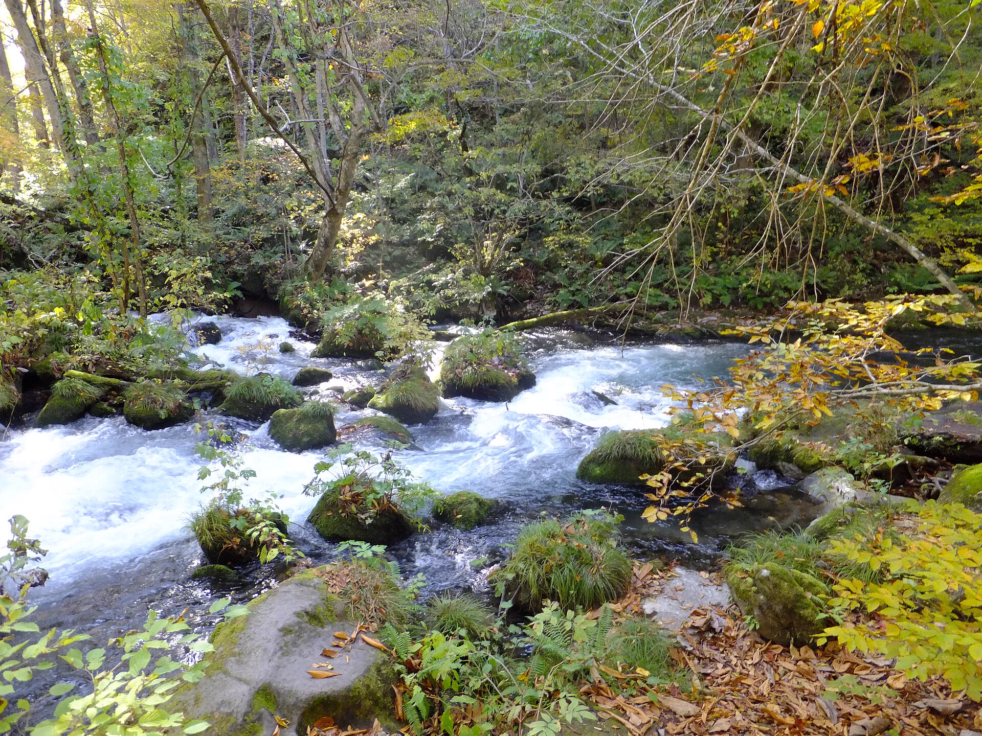 Ruisseau d’Oirase en automne avec feuilles rouges et jaunes