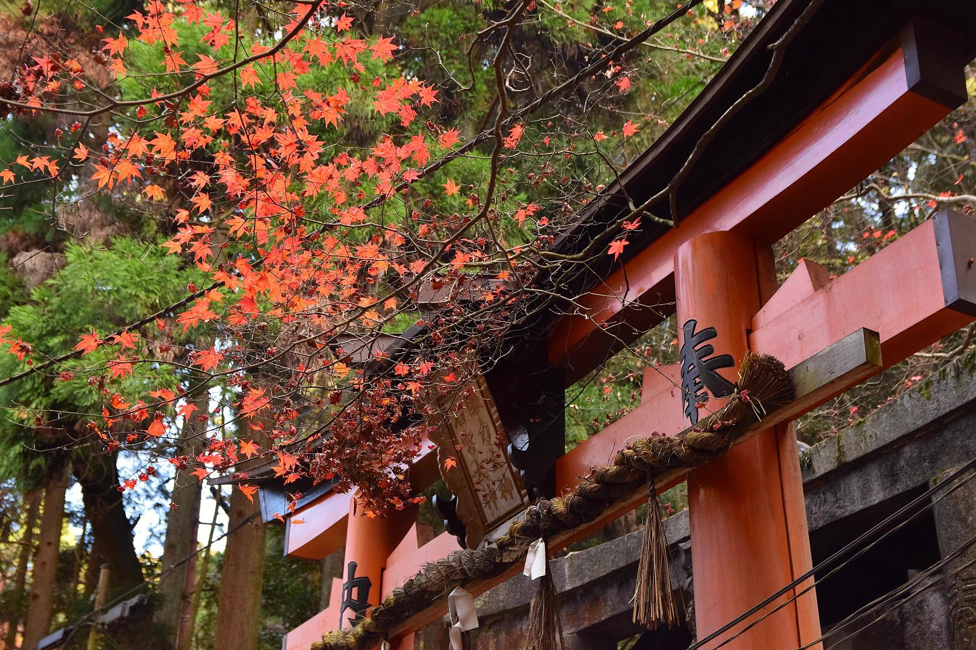 Torii de Fushimi Inari à Kyoto, à parcourir en boucle courte si une autre visite est prévue