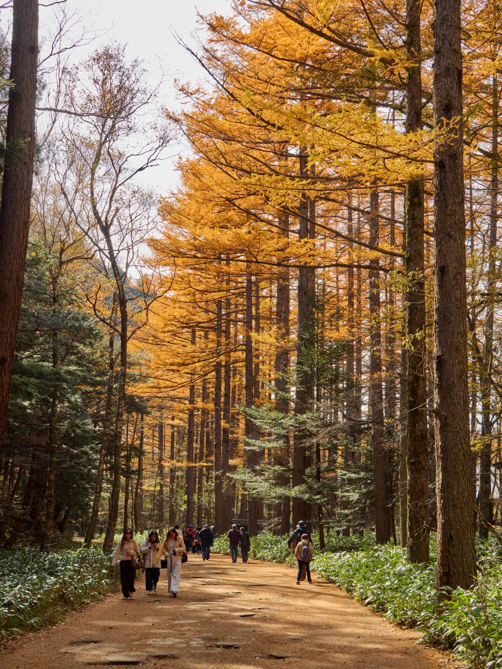 Début octobre au Japon : où voir les couleurs d’automne ?