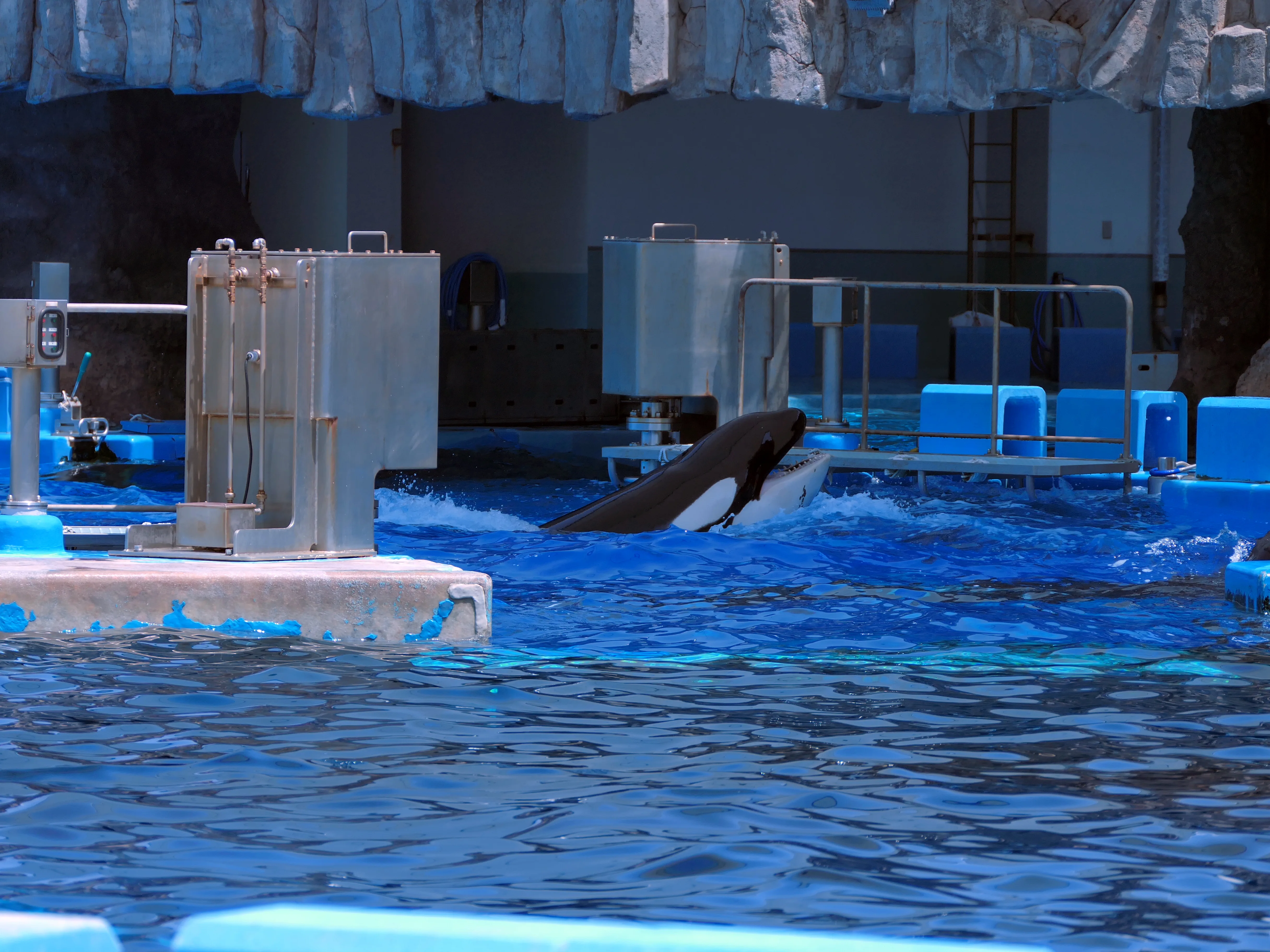 Entraînement public des orques au Nagoya Port Aquarium