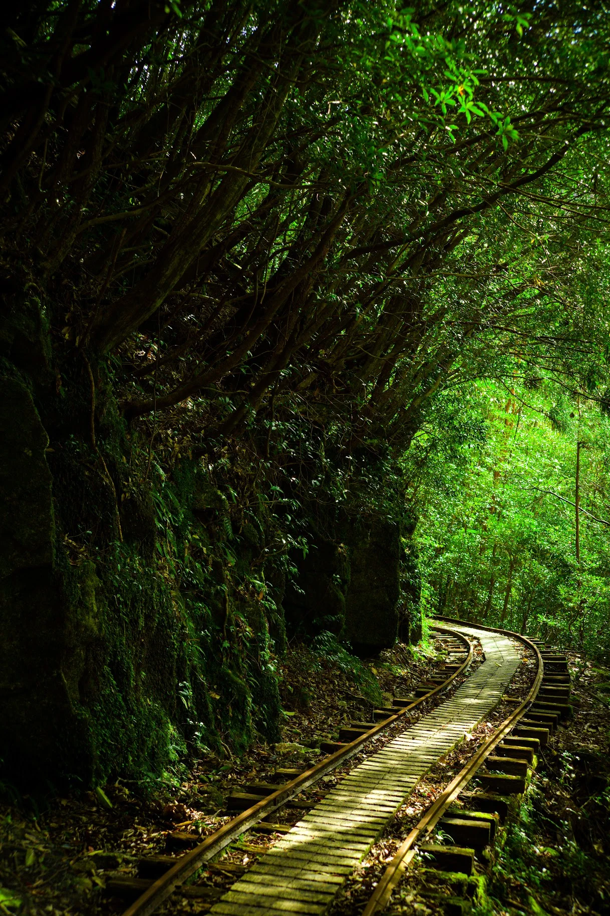 Randonnée à Yakushima entre Jomon Sugi, Shiratani et Yakusugi Land