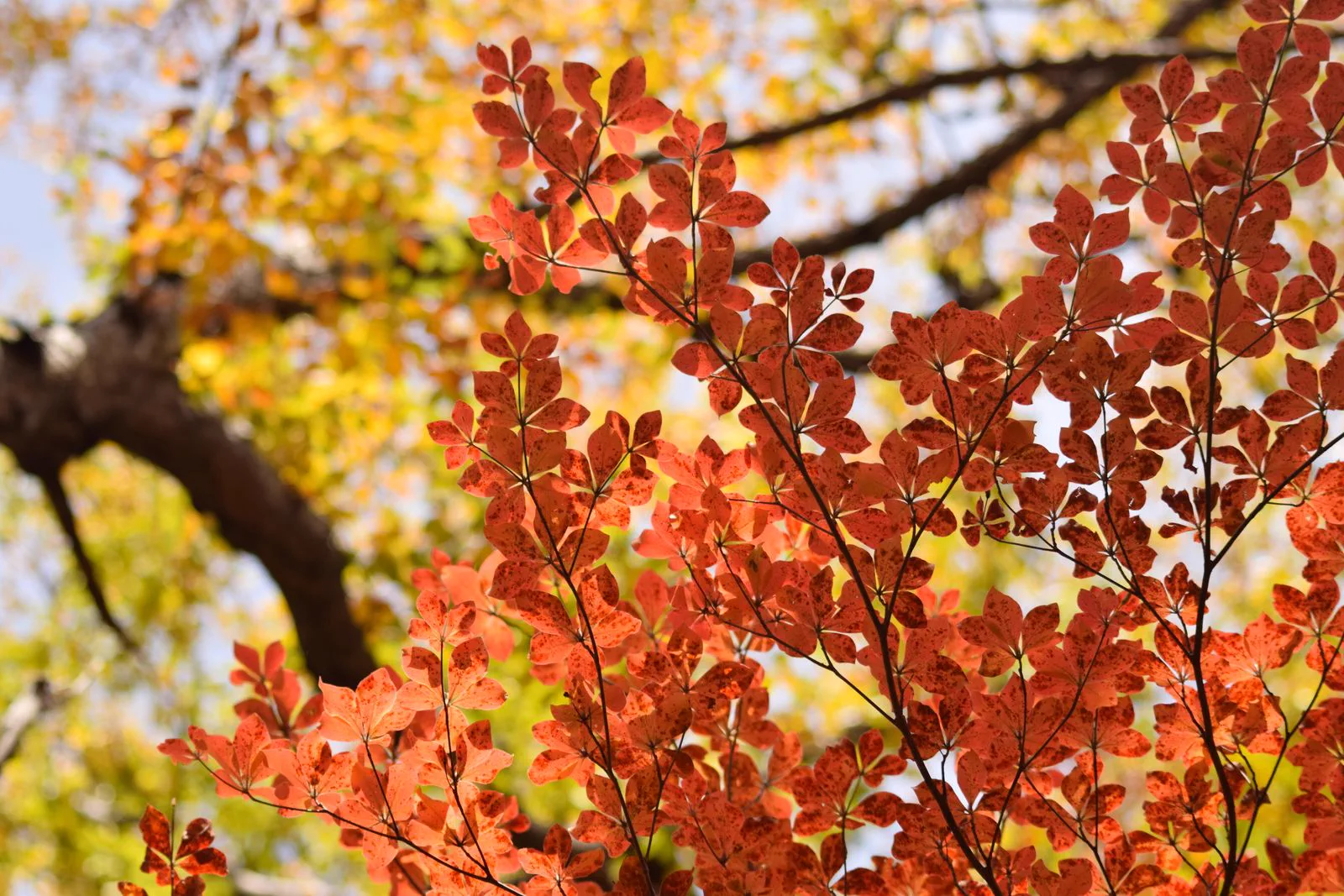 Le lac Chūzenji entouré de couleurs automnales à Nikkō
