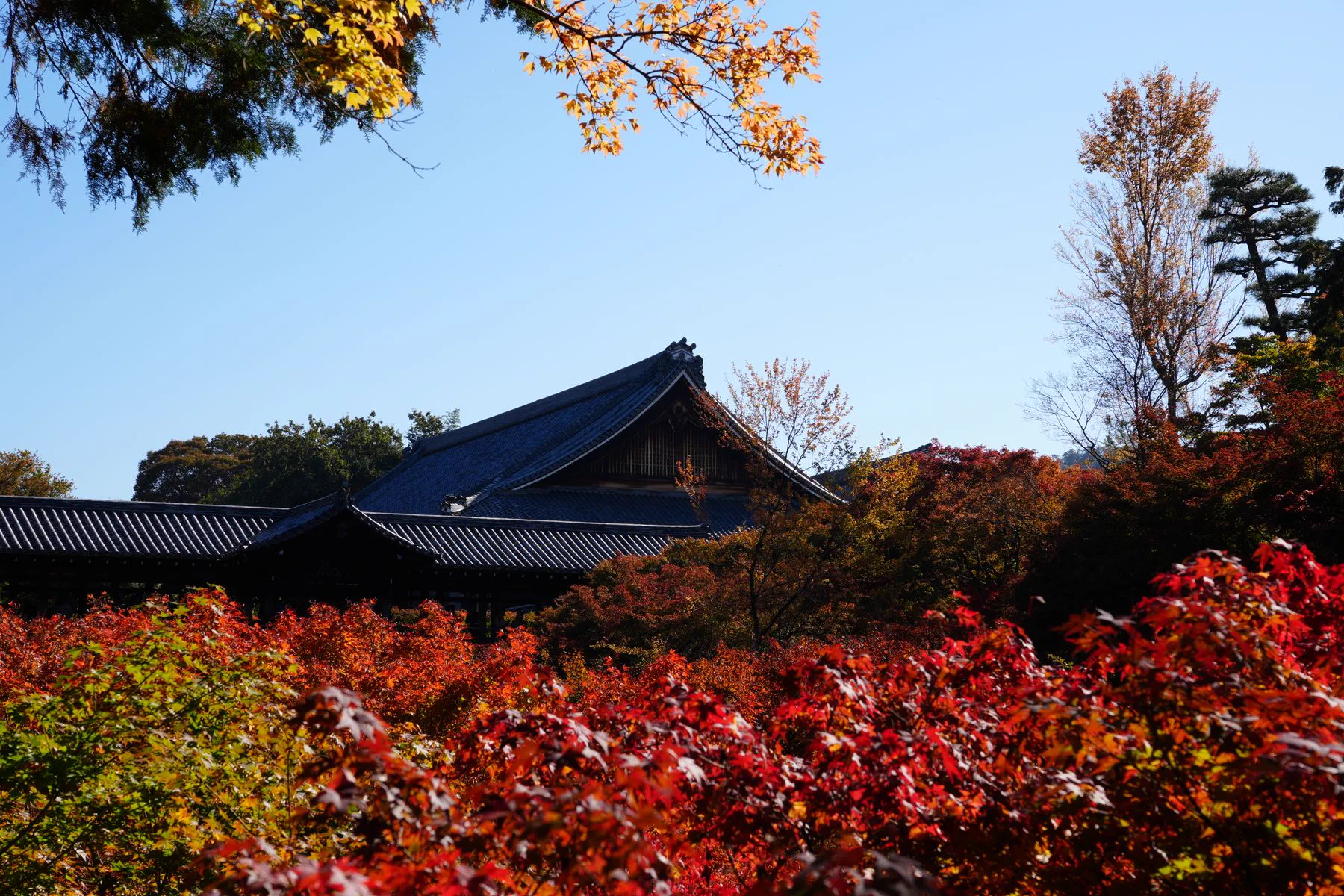 Retour vers une ville de basse altitude pendant un circuit d’automne au Japon