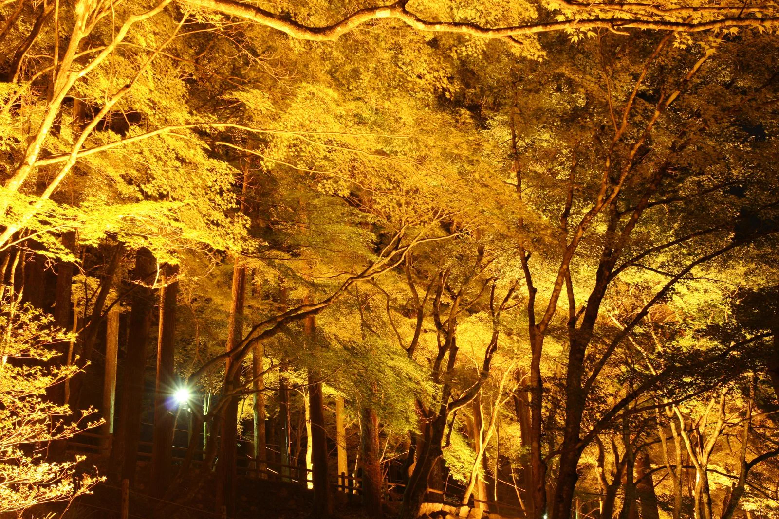 Sentier de feuillages et couleurs forestières d’automne sous les illuminations nocturnes de Korankei