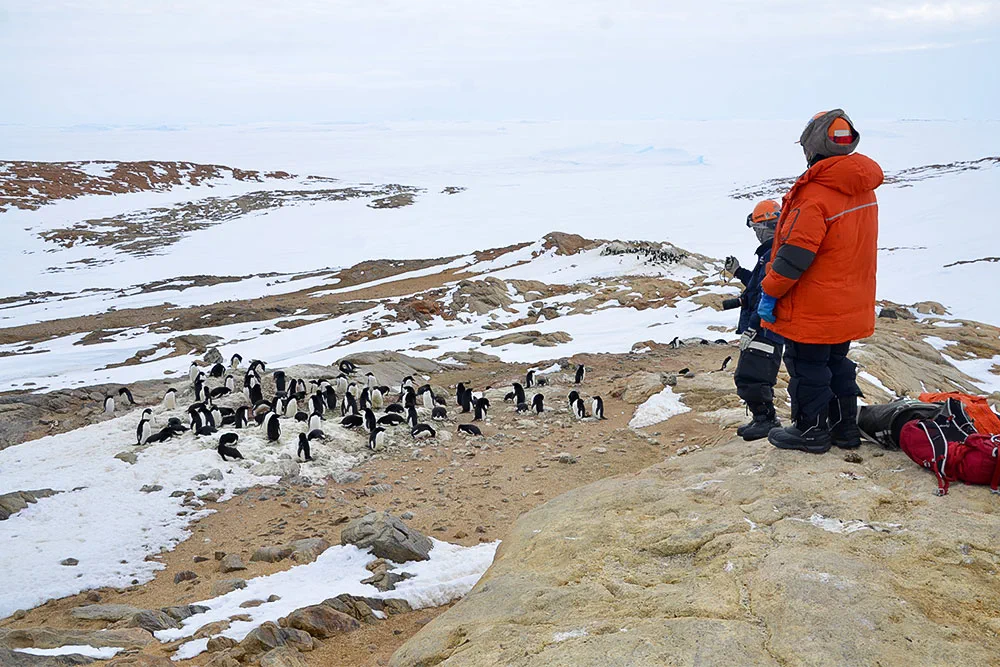 Recherche sur les populations de manchots présentée dans l’exposition Grande Antarctique