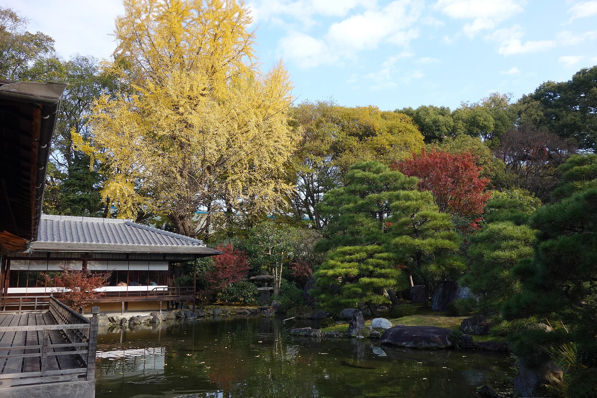 Les érables tardifs du Jardin Shosei-en à Kyoto début décembre montrent que la coloration ne se produit pas en même temps dans toutes les zones.