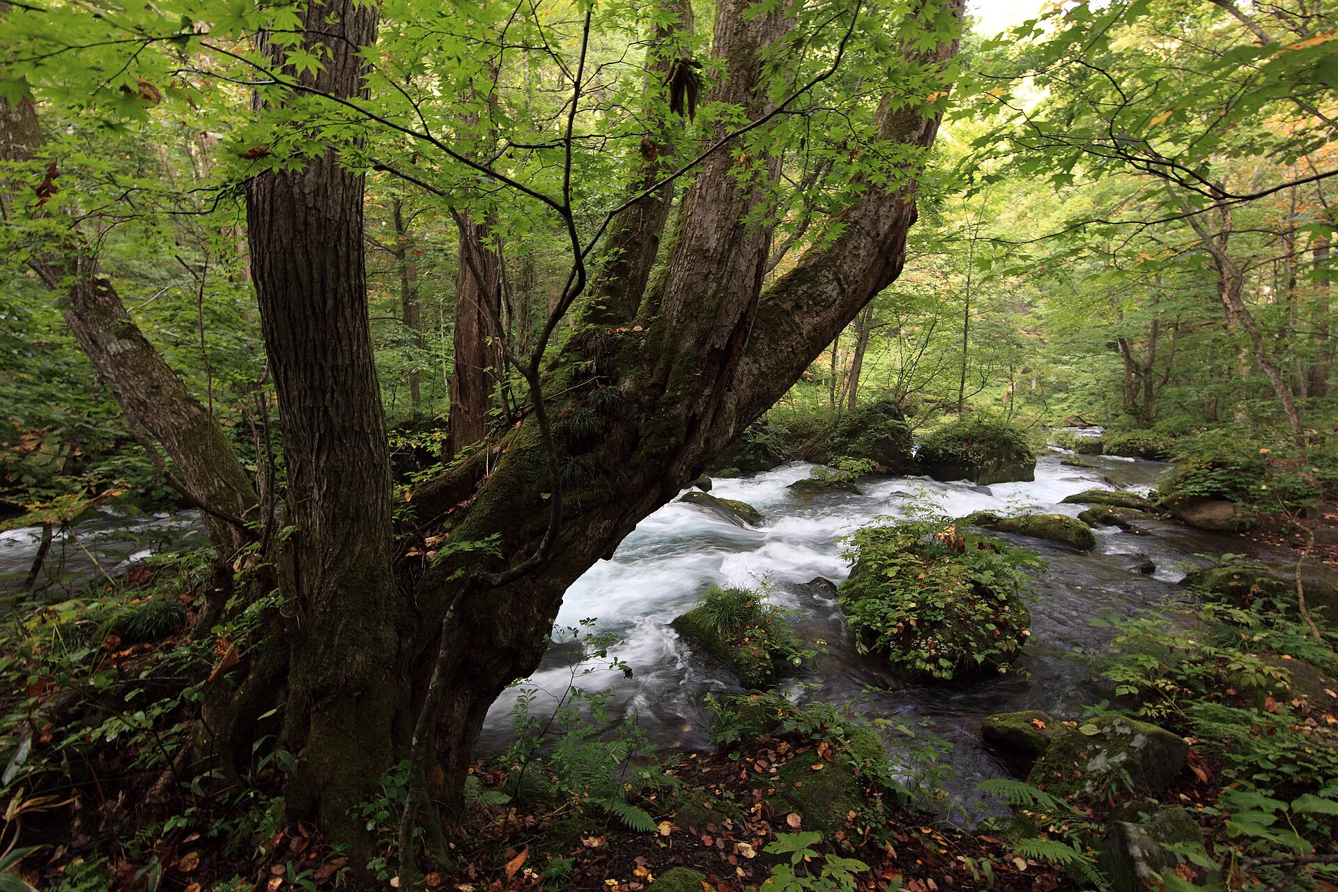 Le sentier forestier d’Oirase et le paysage aquatique d’automne, de l’étape Ishido à Cloud Waterfall, conviennent pour une marche à sens unique le premier jour.