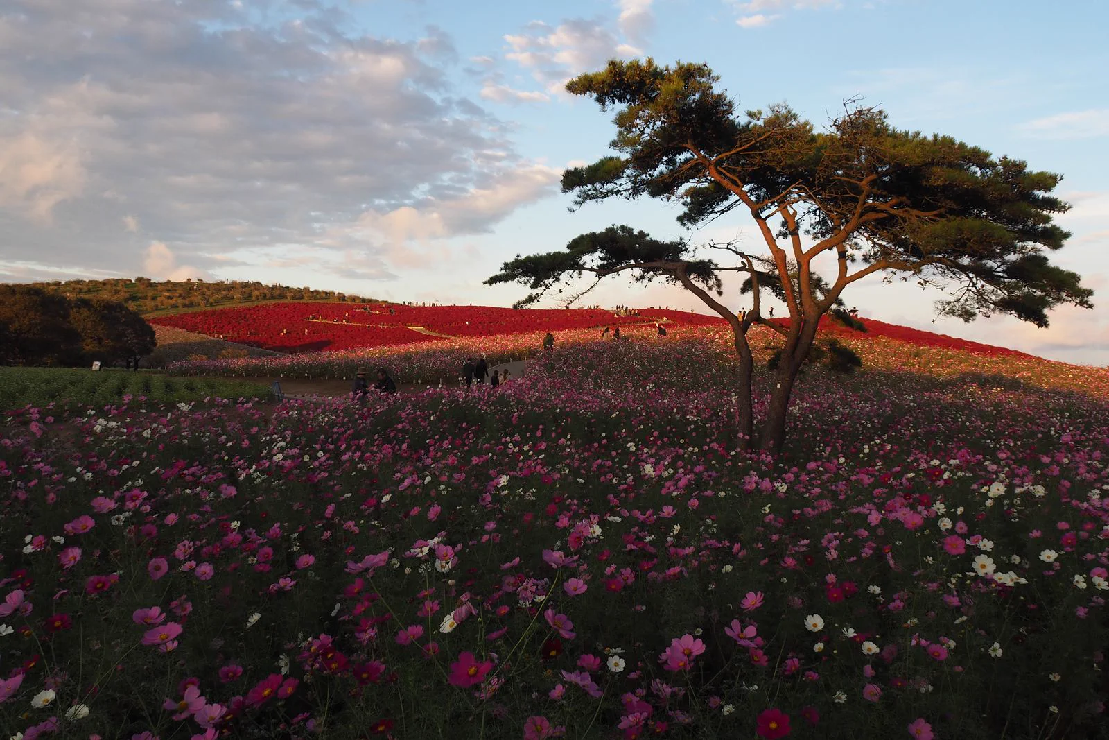 Hitachi Seaside Park en automne