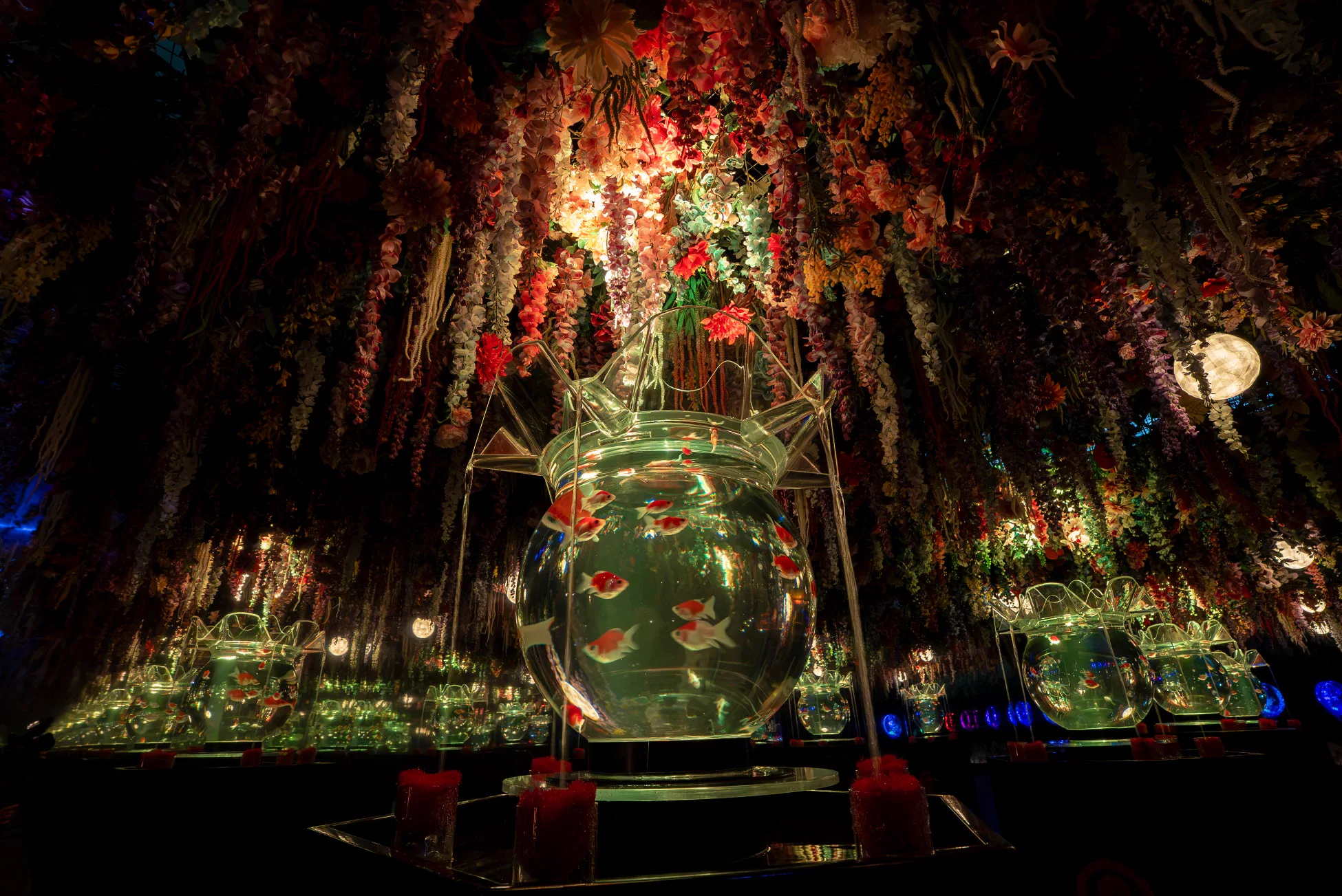 Hana Mai, œuvre de l’Art Aquarium Nagoya 2026