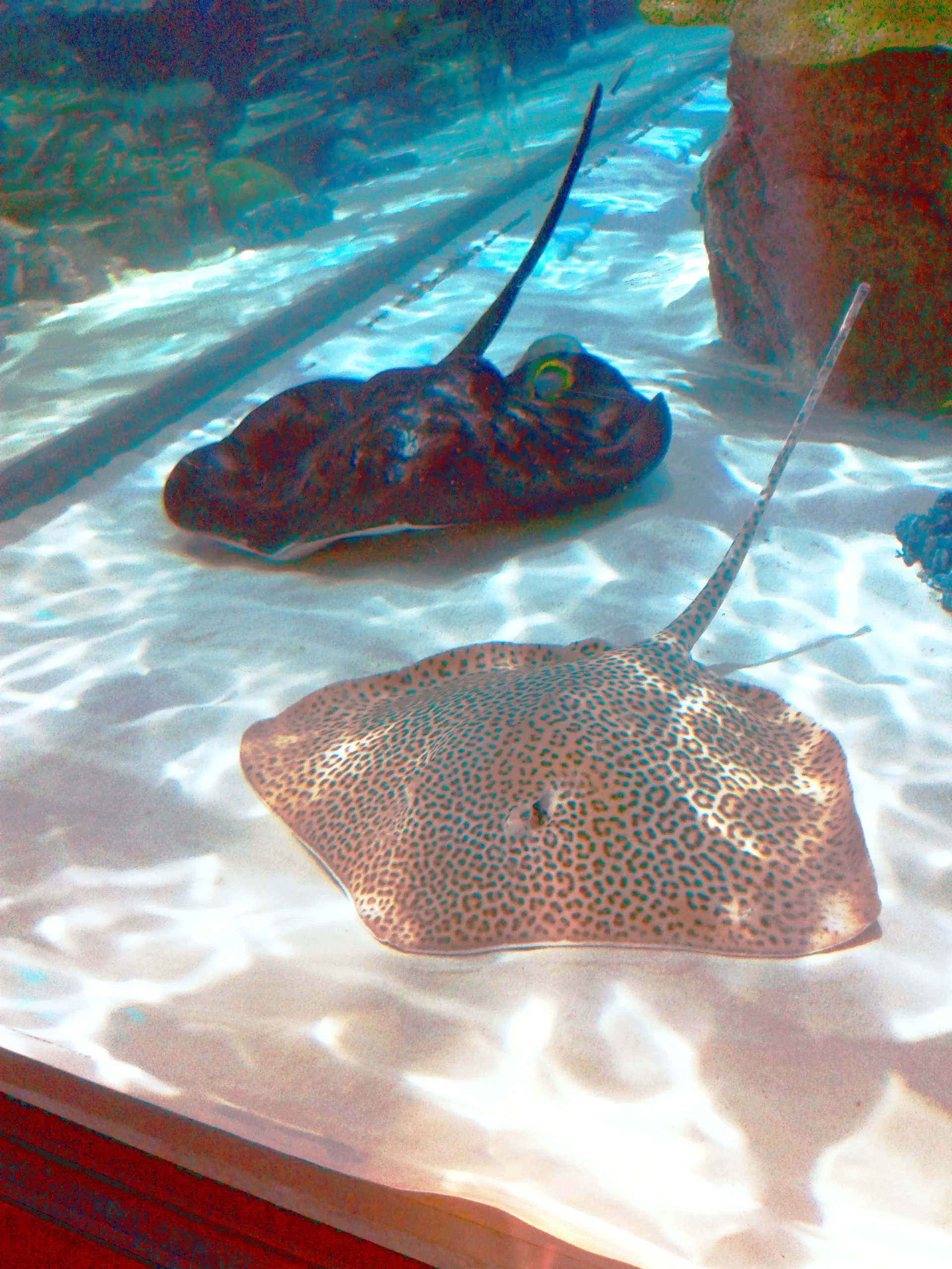 Galeries intérieures de l’Aquarium du port de Nagoya