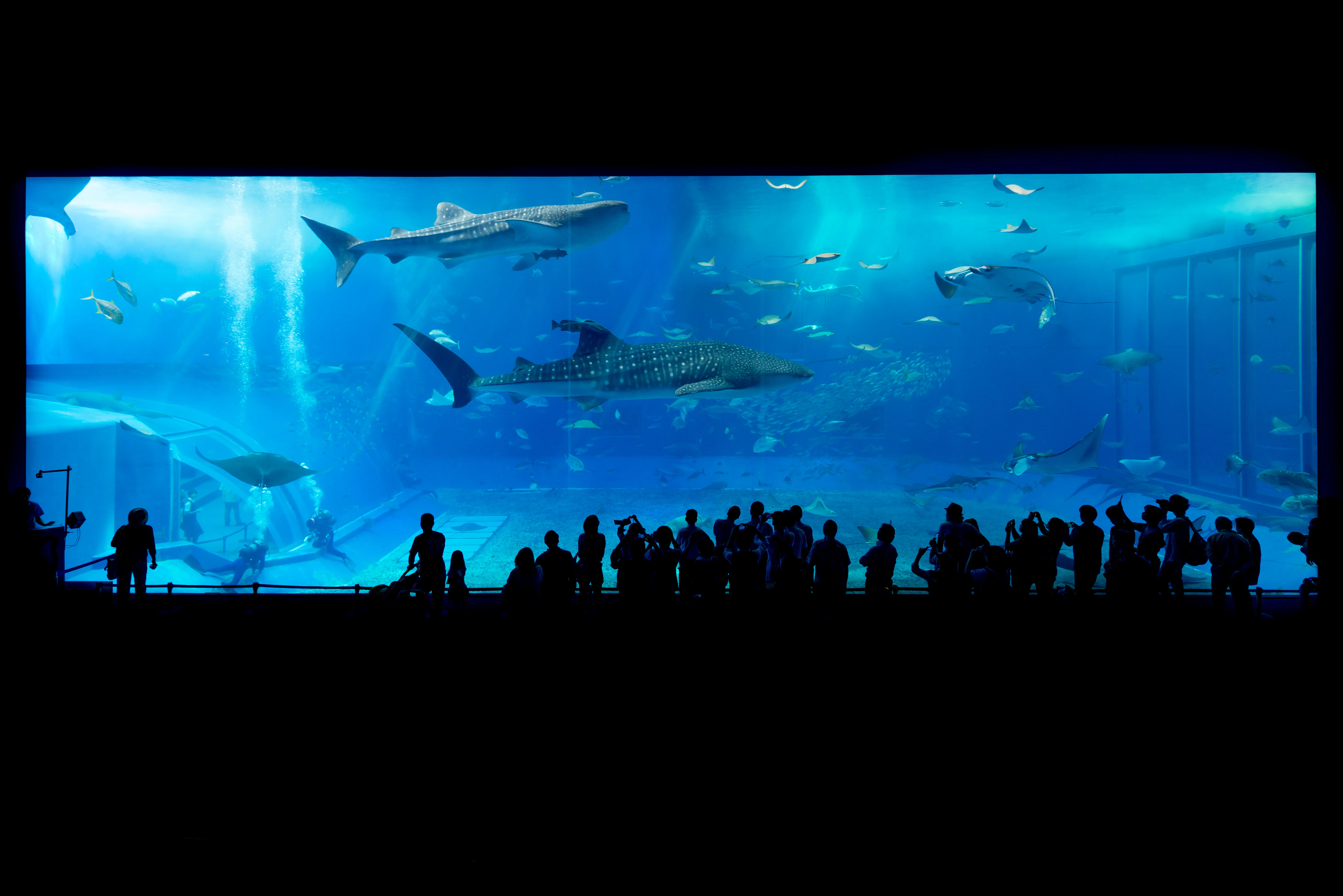 Aquarium Churaumi dans le parc Ocean Expo