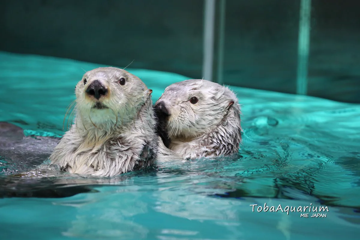 Loutres de mer à l’aquarium de Toba, avec une zone de visionnage par rotations