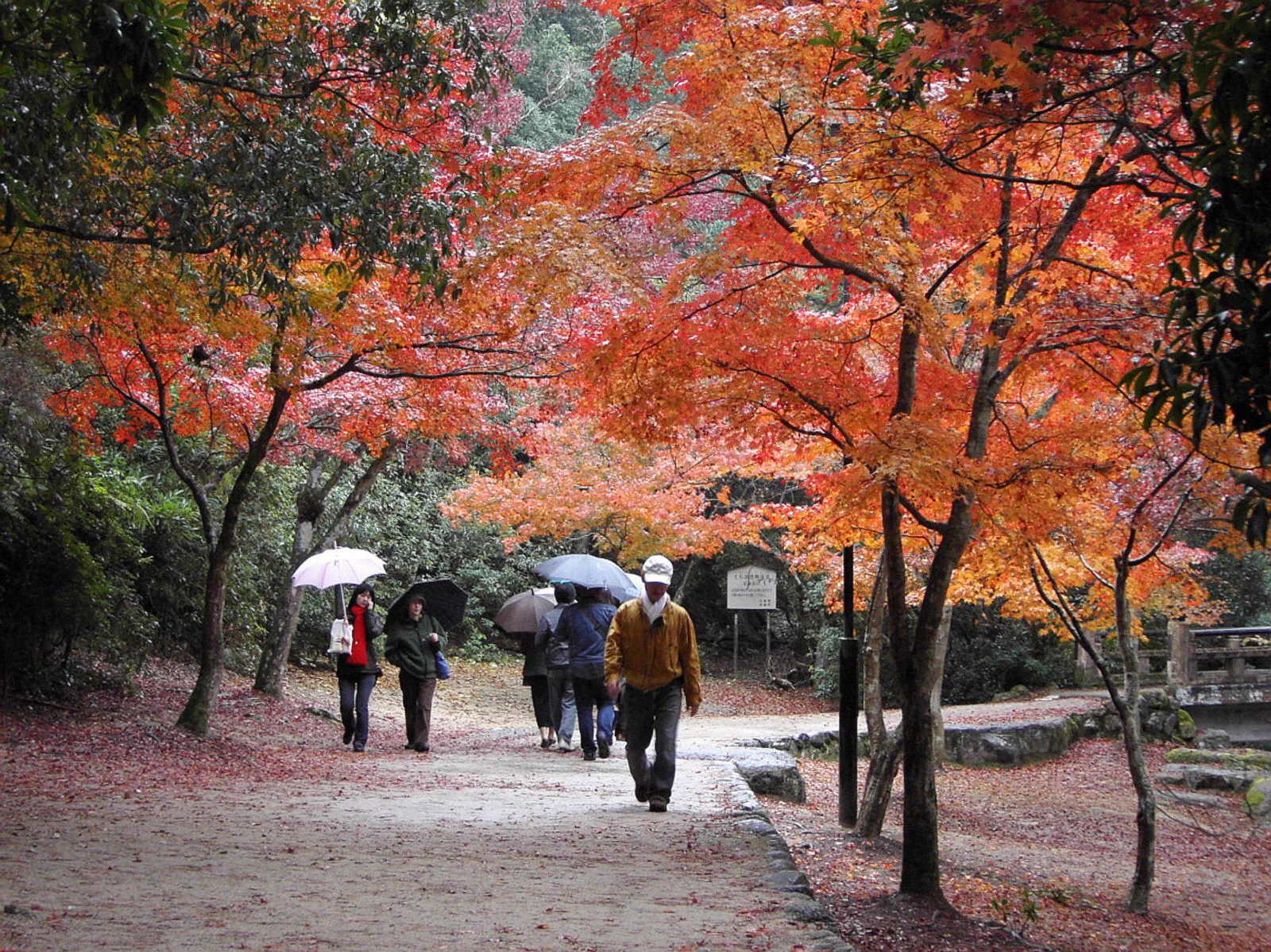 Érables japonais en automne