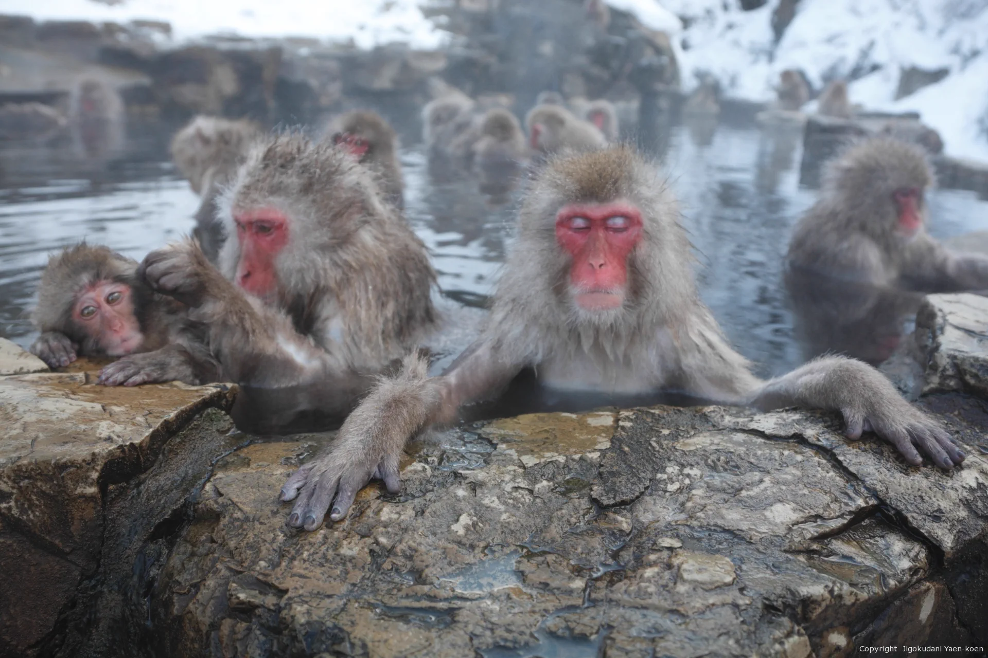 Scène officielle des singes des Jambes de l'Enfer se reposant près de l'étang thermal en hiver