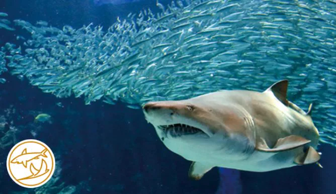 Grand bassin de l’océan au large de Kyushu à Marine World Uminonakamichi