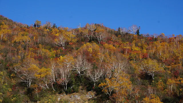 Couleurs d’automne sur la route alpine de Tateyama Kurobe