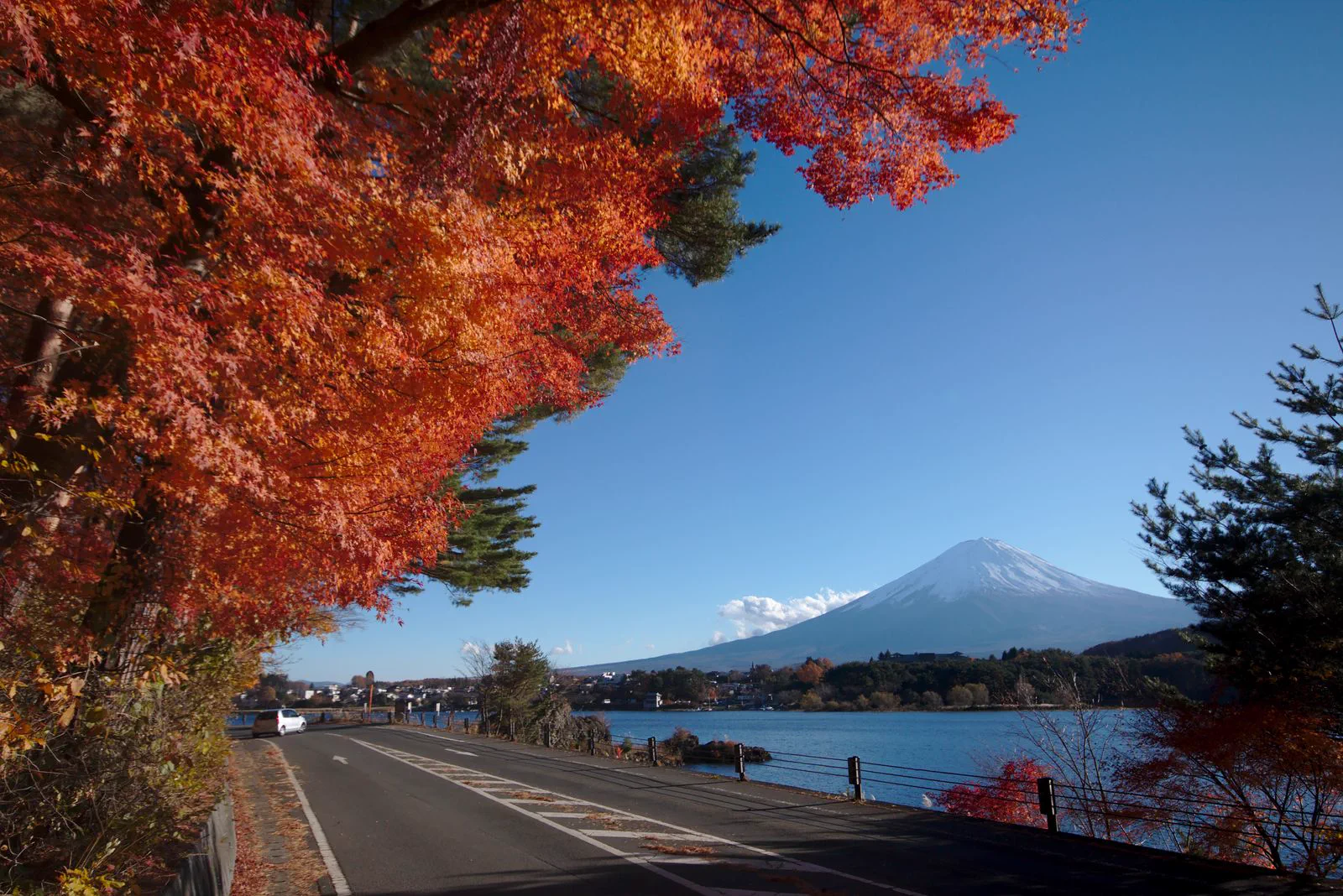 Tunnel d’érables et mont Fuji sur la rive nord du lac Kawaguchi, illustrant le panorama et l’affluence routière en haute saison