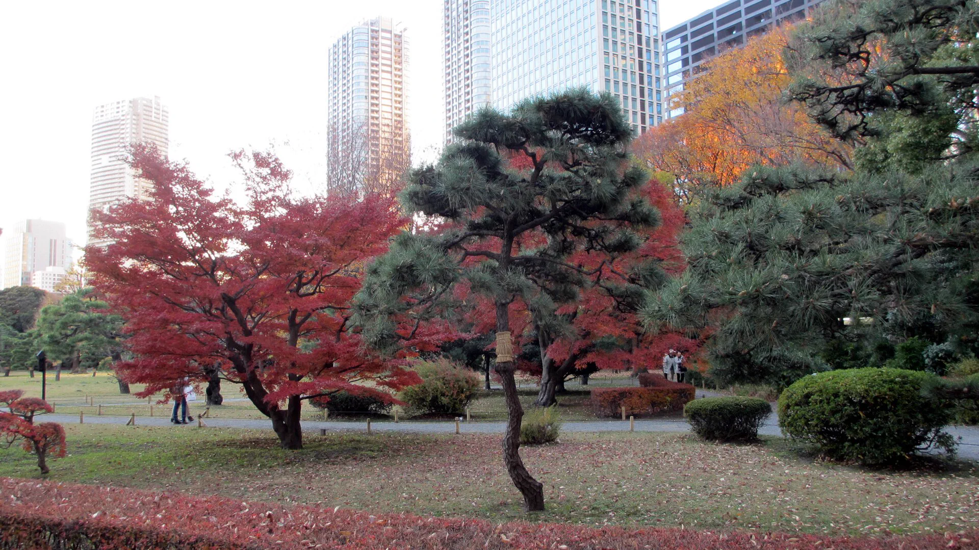 Feuillages d’automne tardifs dans le jardin Hamarikyu