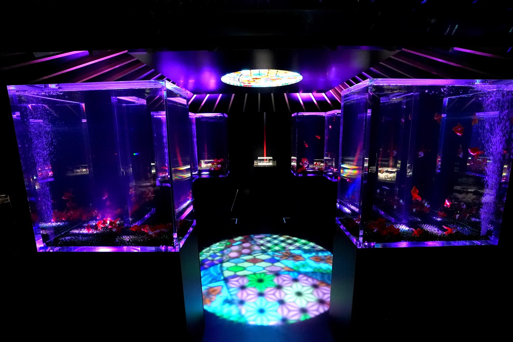 Nouvelle œuvre de l’Art Aquarium Nagoya 2026