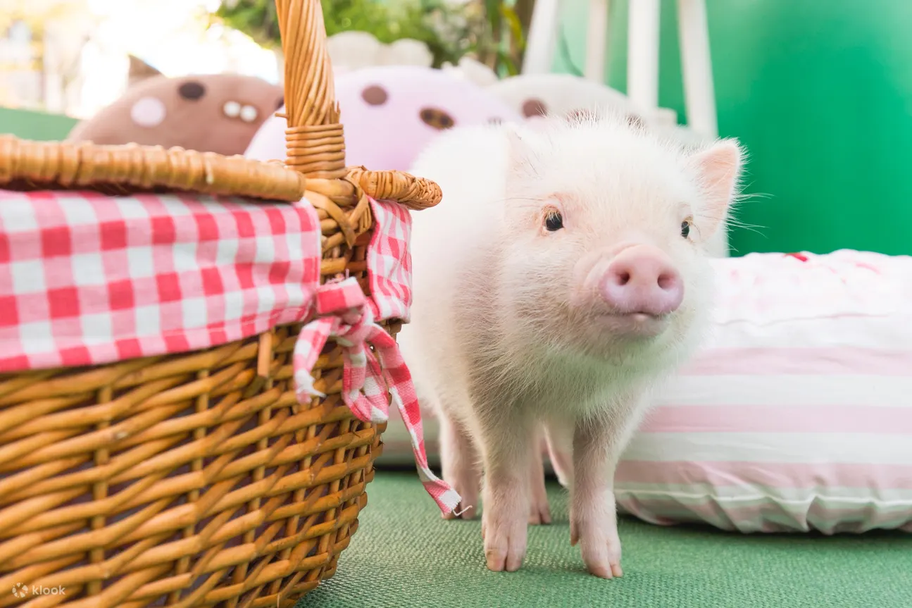 Le micro cochon du café miniature de Tenjin à Fukuoka, dont les règles d’interaction privilégient l’approche proactive du cochon envers les visiteurs.