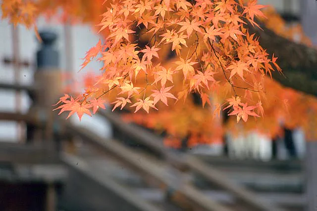 Reflets des feuilles d'érable et des lumières dans les temples de Kyoto la nuit.