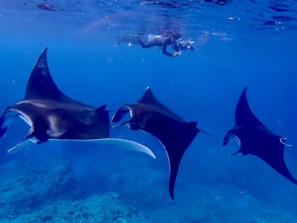 Raies manta observées en snorkeling au large d’Ishigaki