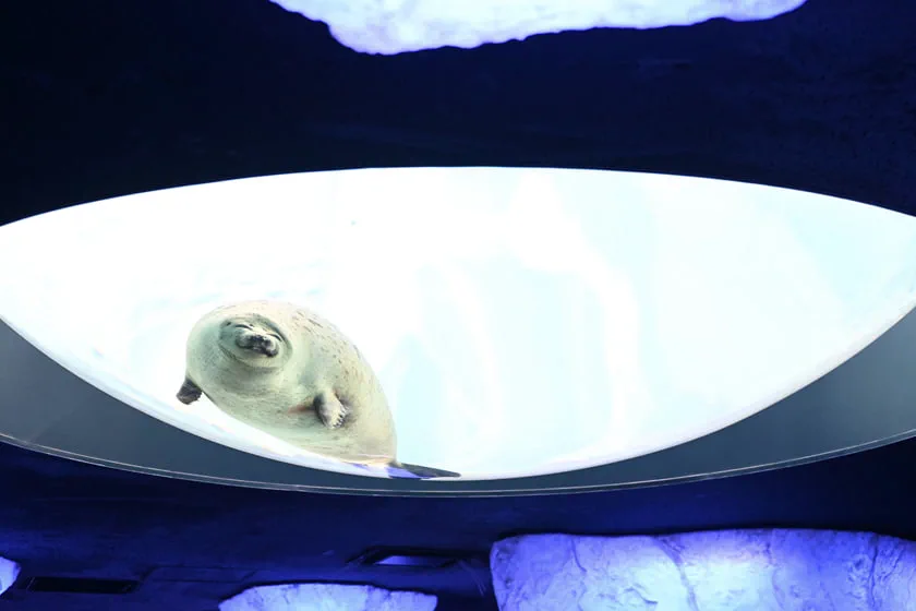 Exposition du phoque annelé dans la zone du cercle polaire arctique au Osaka Kaiyukan, avec vue sur le milieu sous-glaciaire
