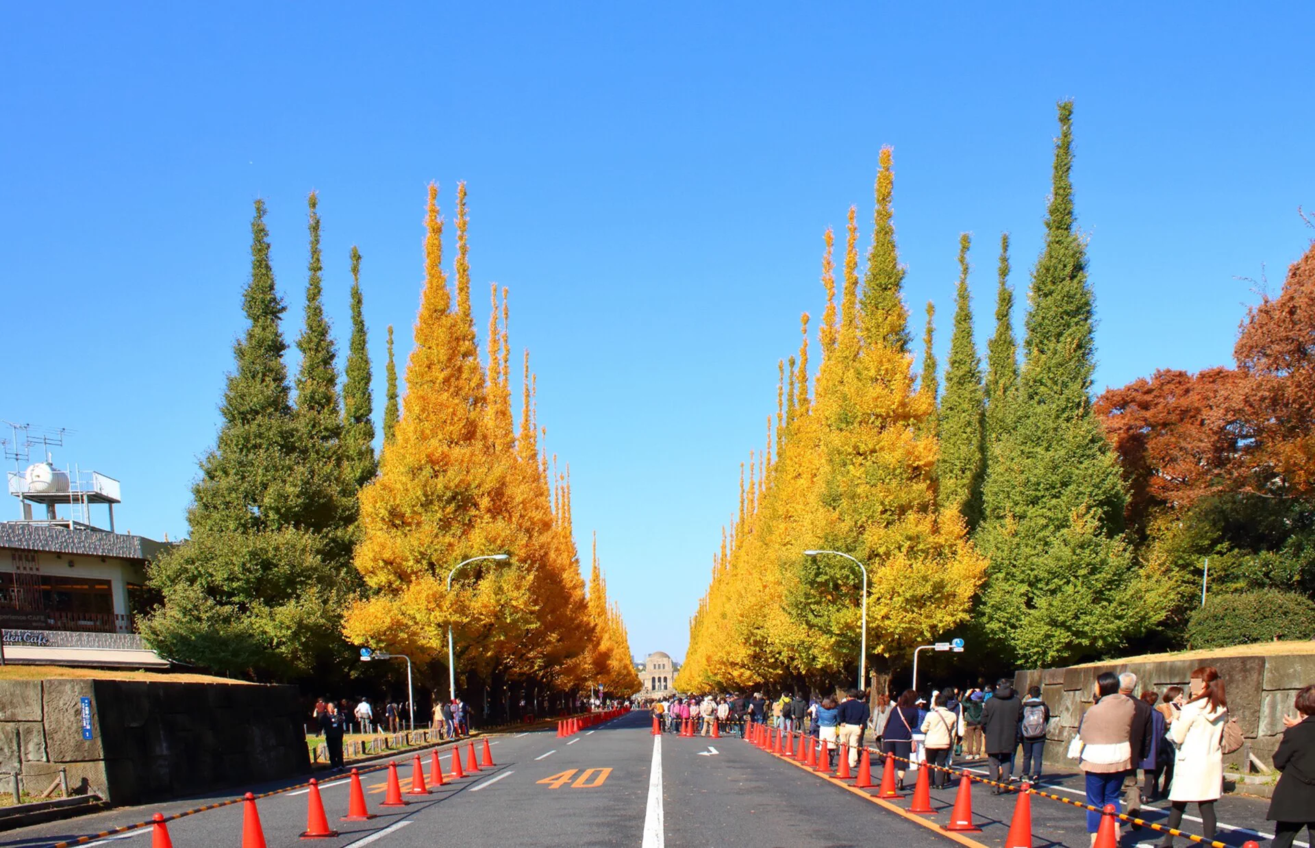 Allée de ginkgos à Jingu Gaien, Tokyo