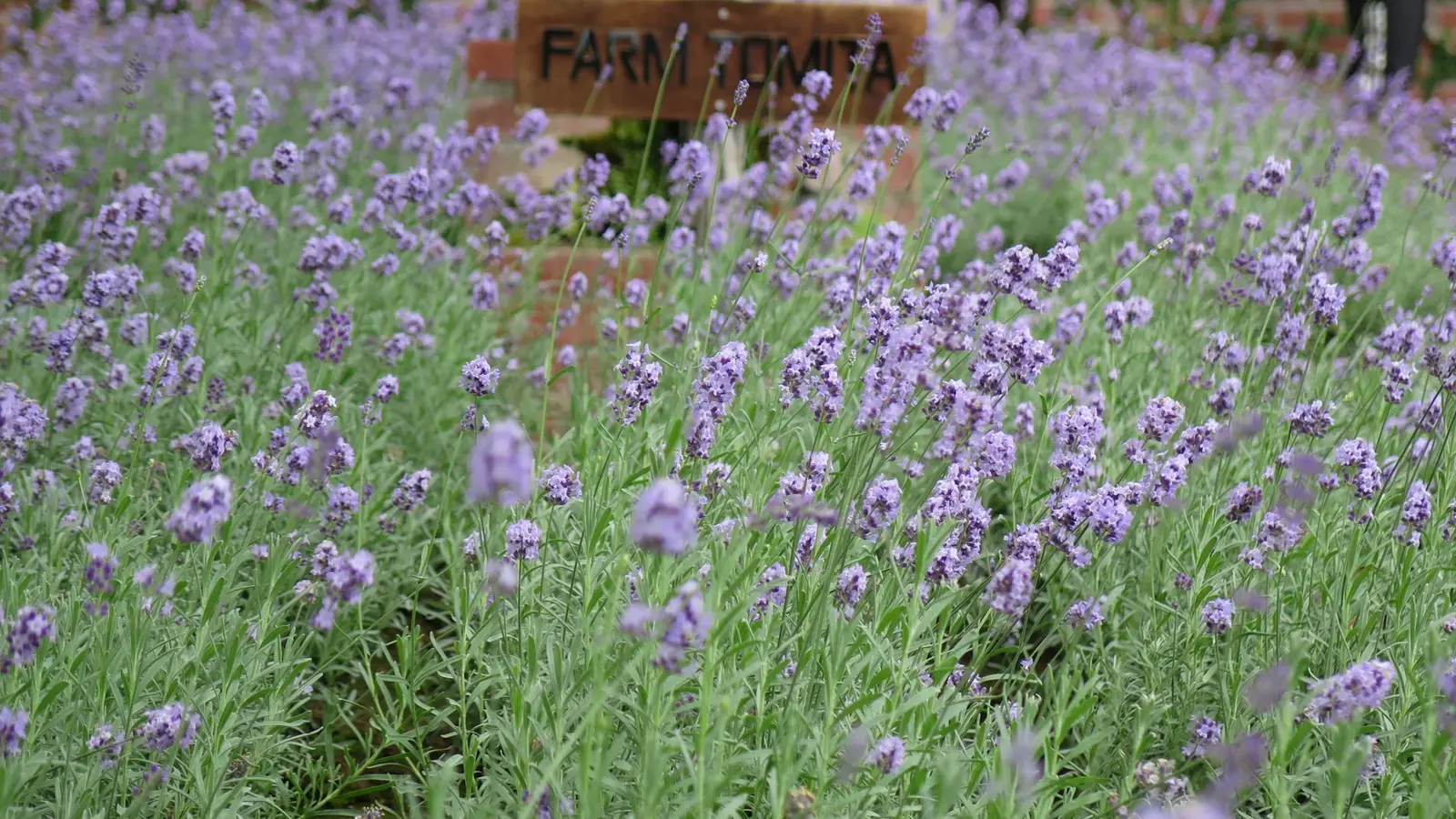 Le champ de lavande de la ferme Tomita est une attraction centrale facilement accessible à pied ou en train dans le cadre d’un itinéraire sans voiture à Furano.