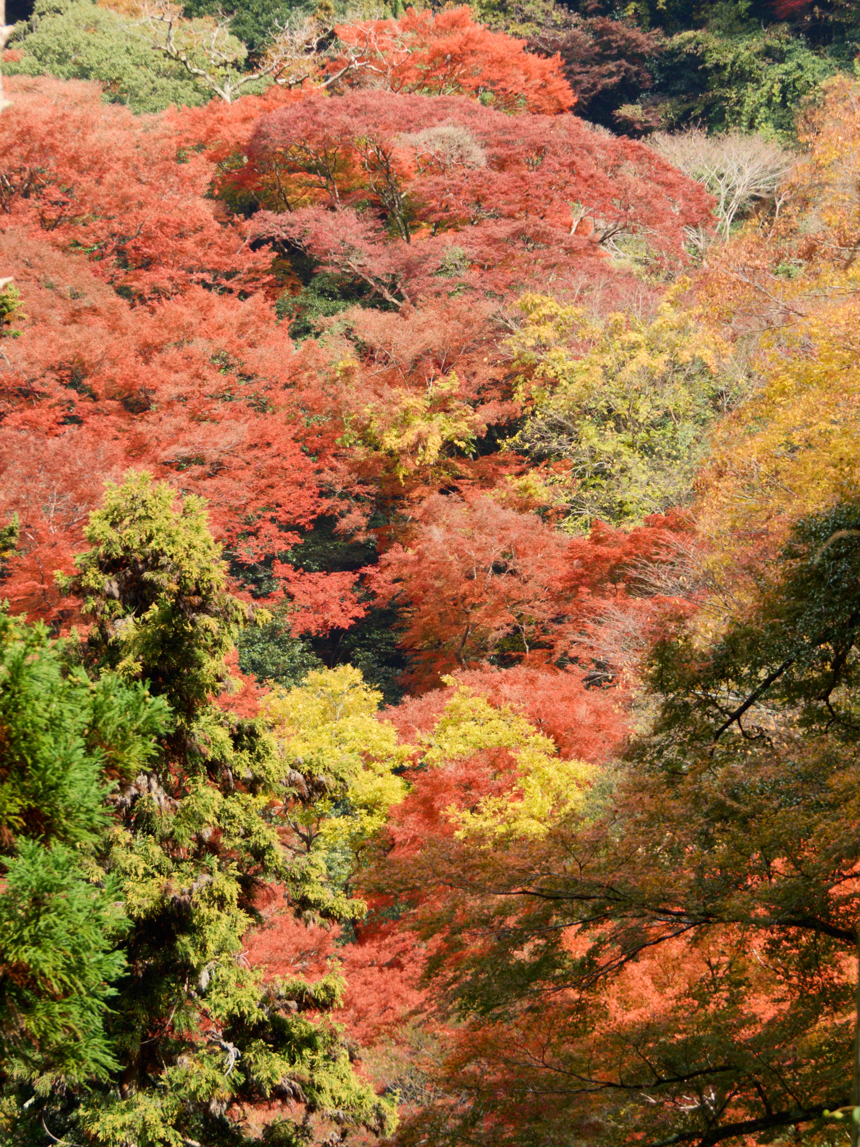 Feuillage d’automne dans la vallée de Minoh