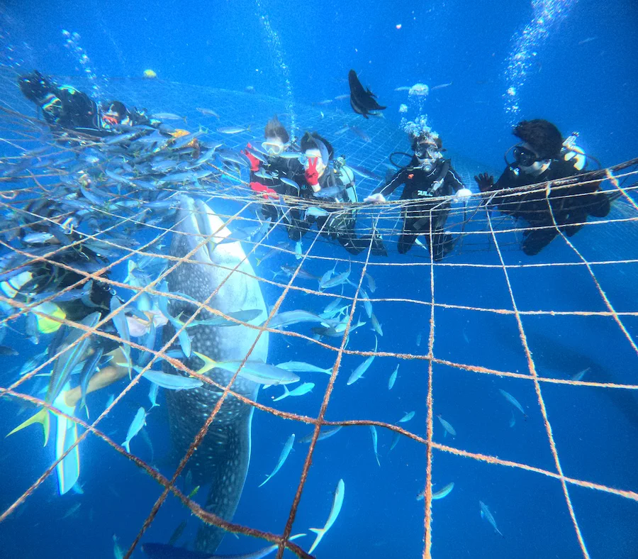 Observation de requins-baleines à Okinawa