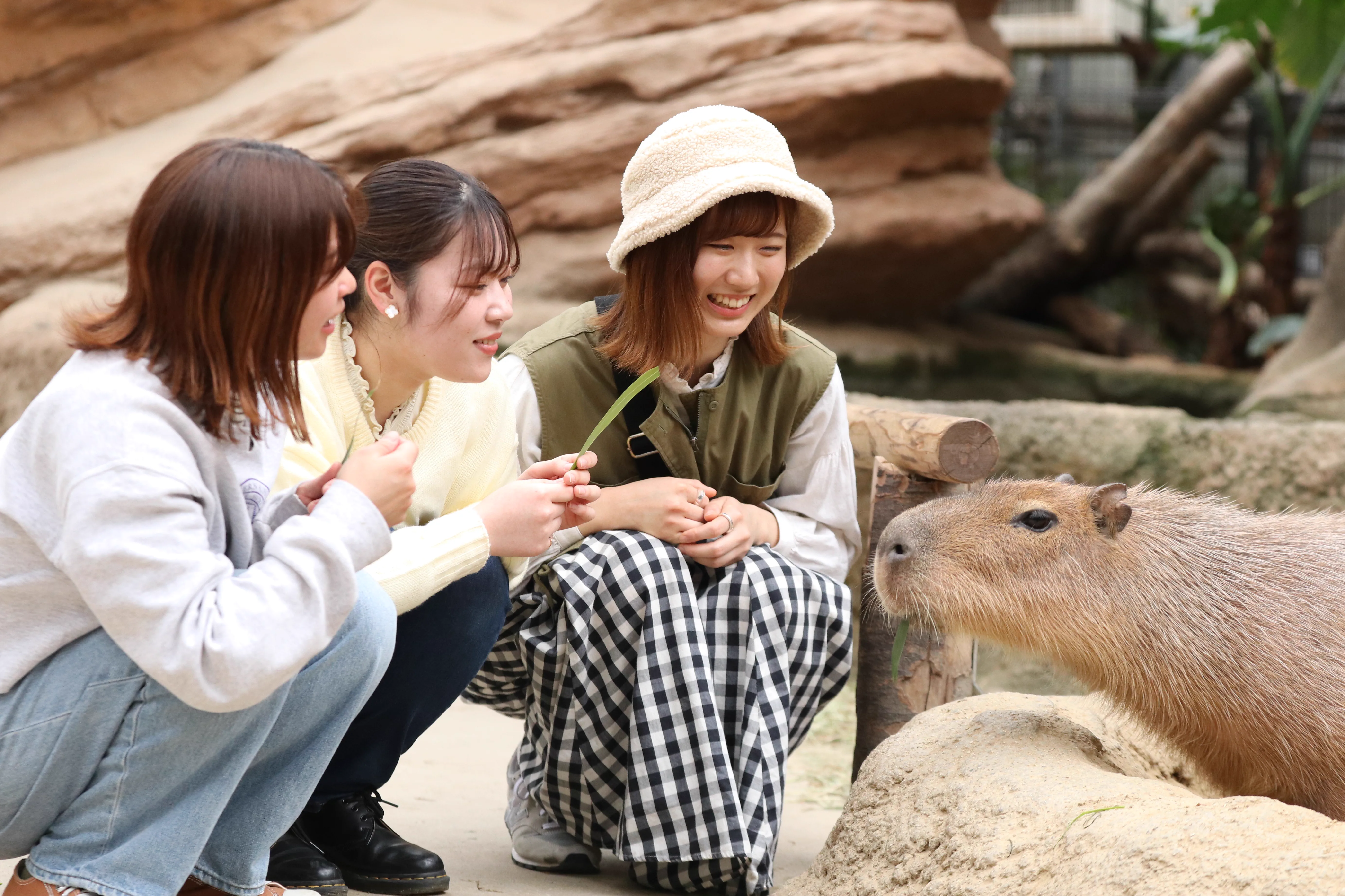 Capybaras au Kobe Animal Kingdom, une attraction pensée pour les interactions de proximité