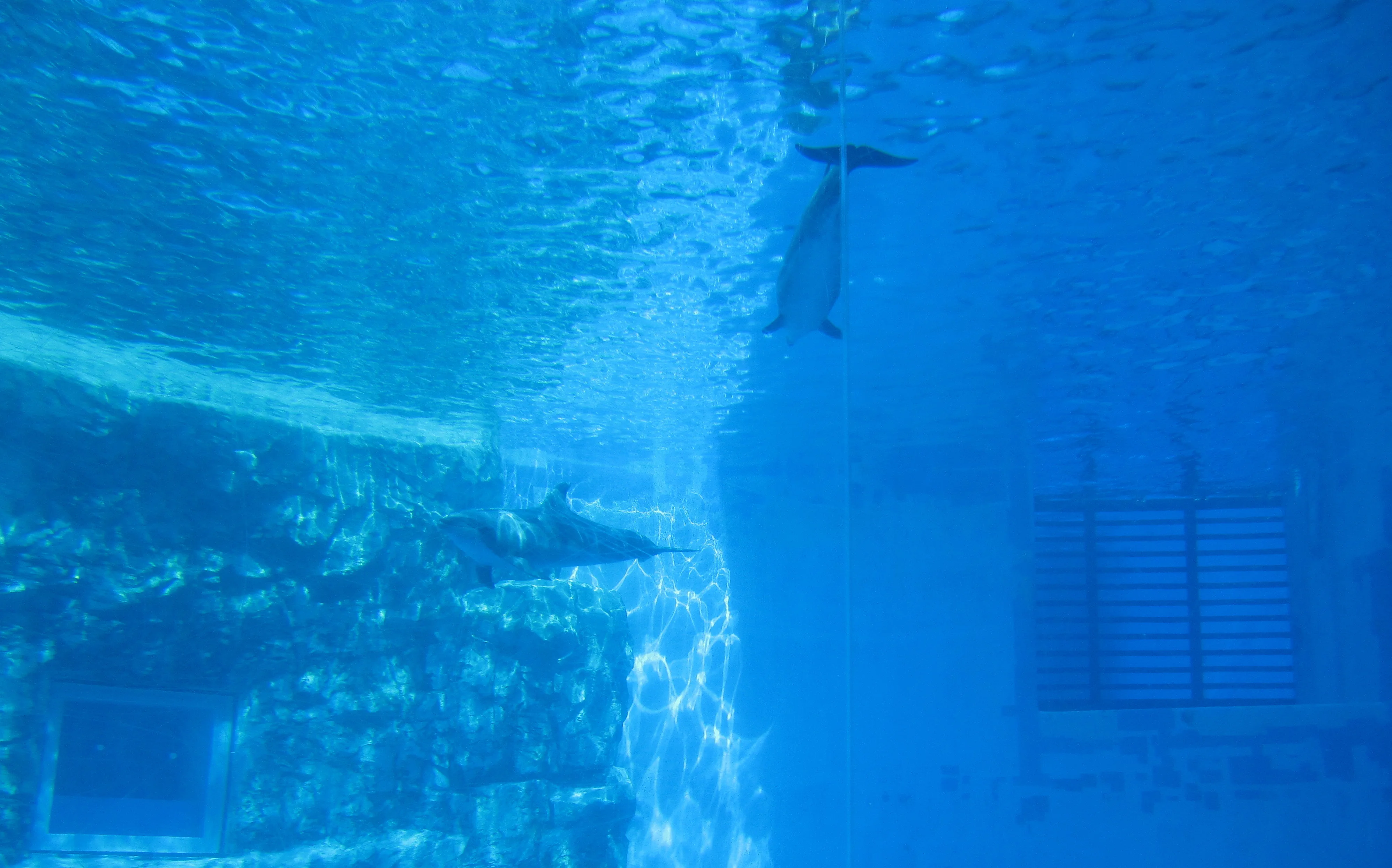 Vue sous-marine des dauphins à l’Aquarium du port de Nagoya