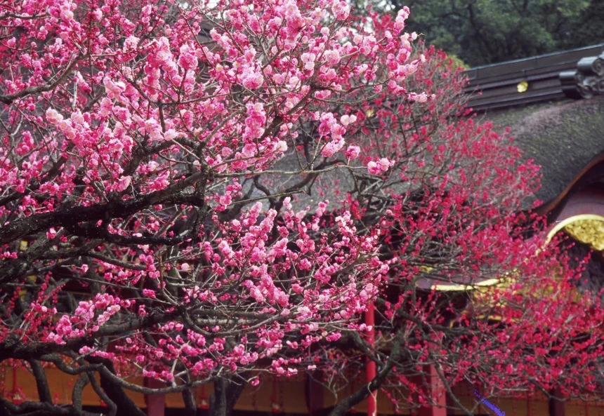 Sanctuaire Taimangu à Dazaifu pour une excursion depuis Fukuoka