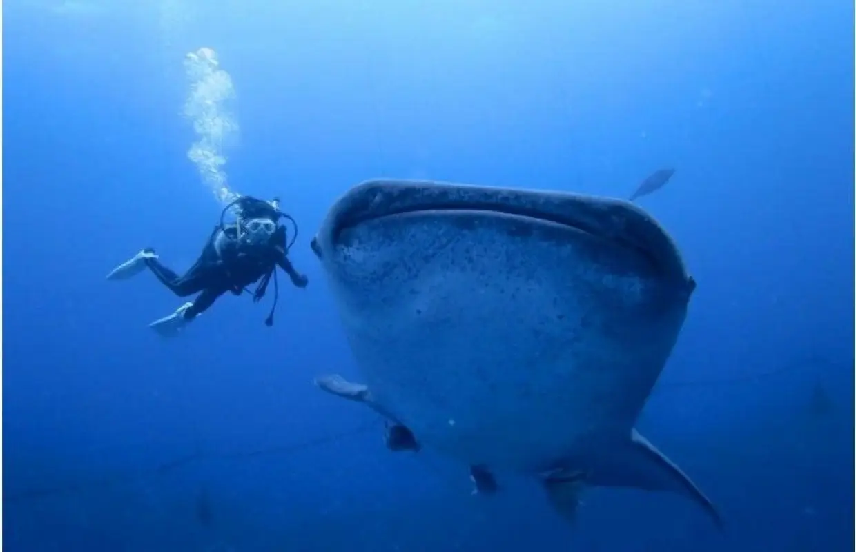 Snorkeling avec les requins-baleines à Okinawa