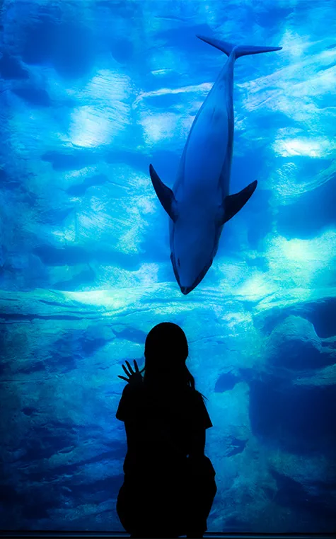 Night Sea Aquarium : bassin de l’Osaka Kaiyukan sous un éclairage bleu profond après 17h00