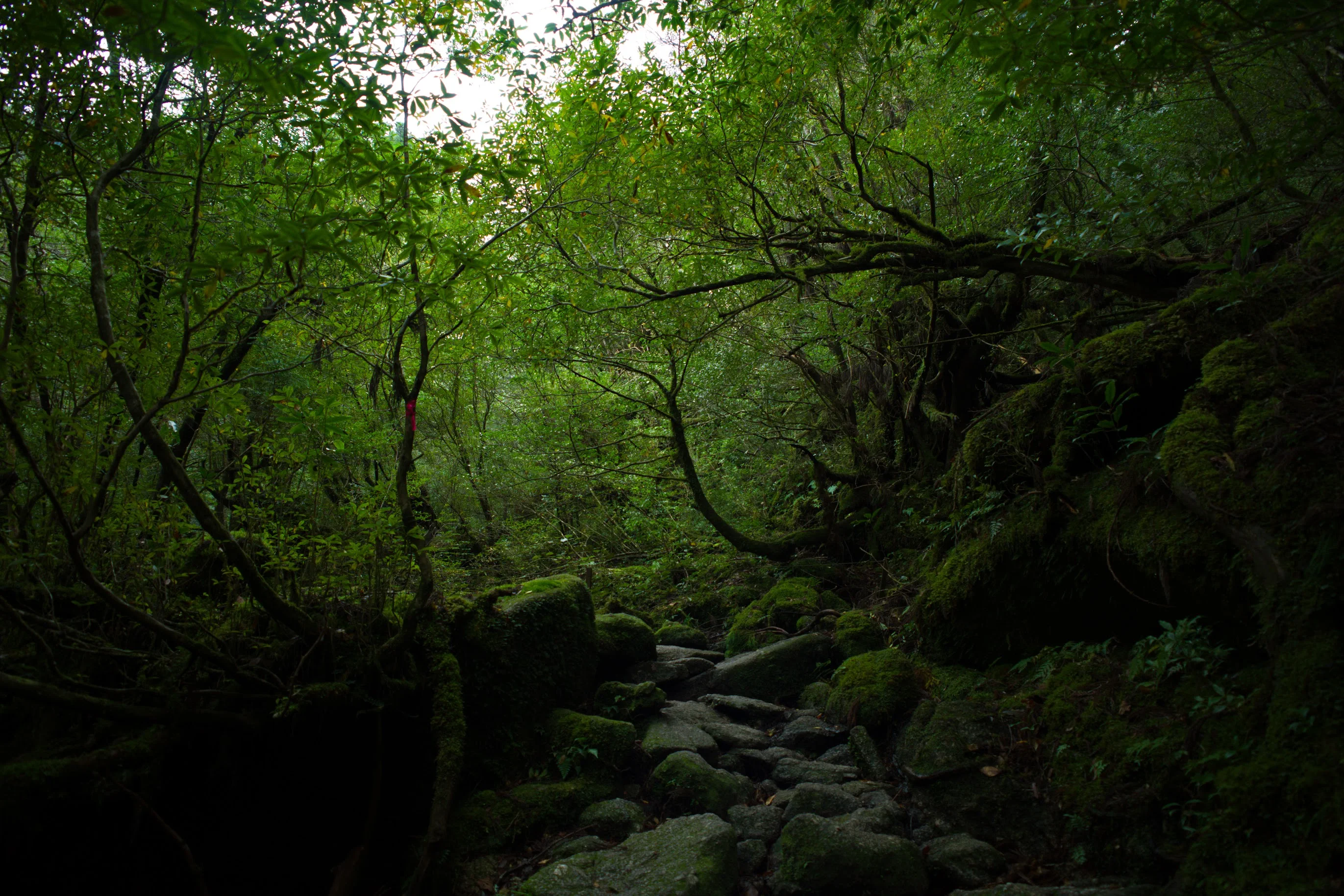 Forêt humide de Shiratani Unsuikyo à Yakushima