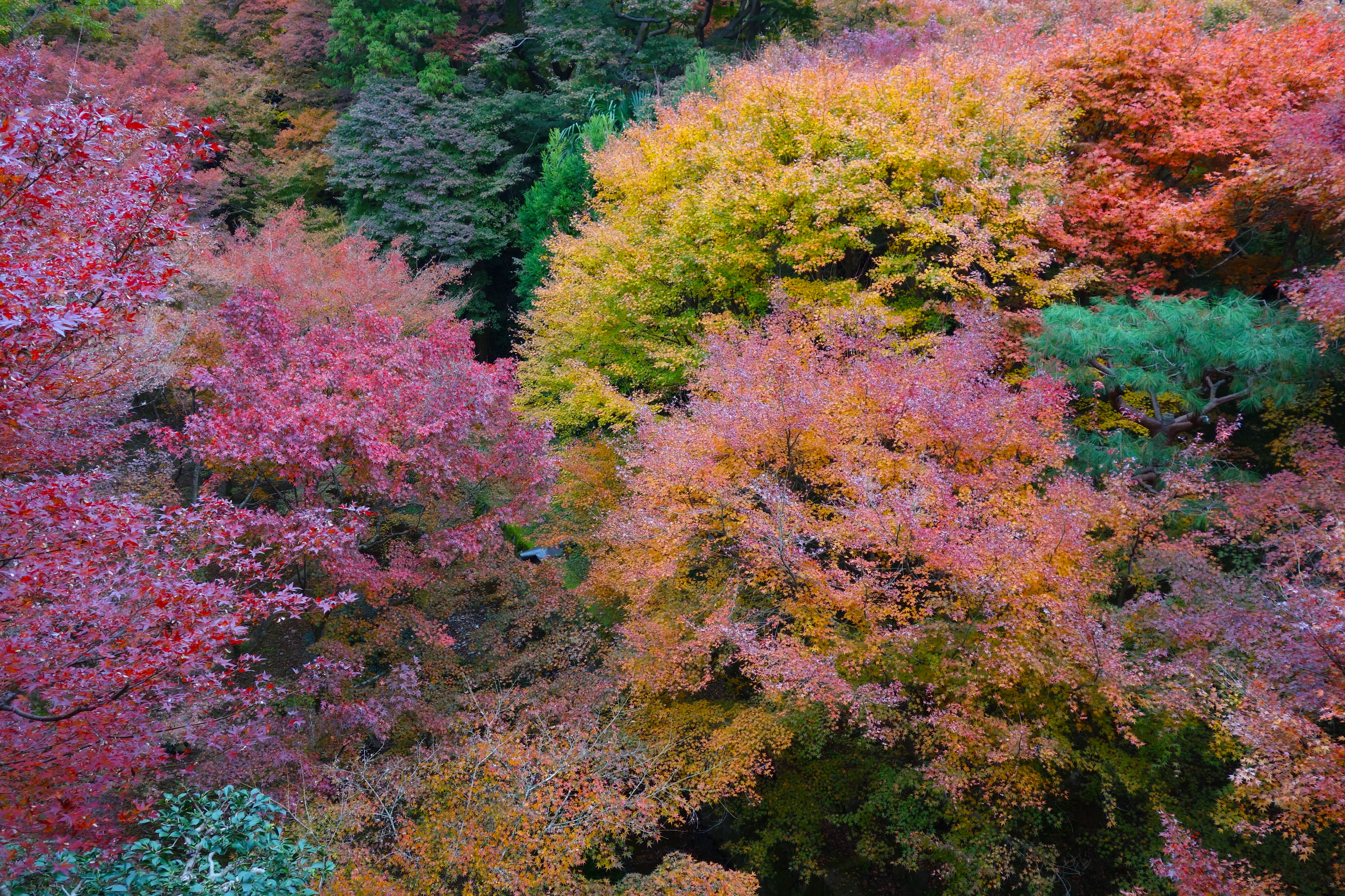 Feuillage d’automne près du pont Tōtembashi à Fushimi Inari